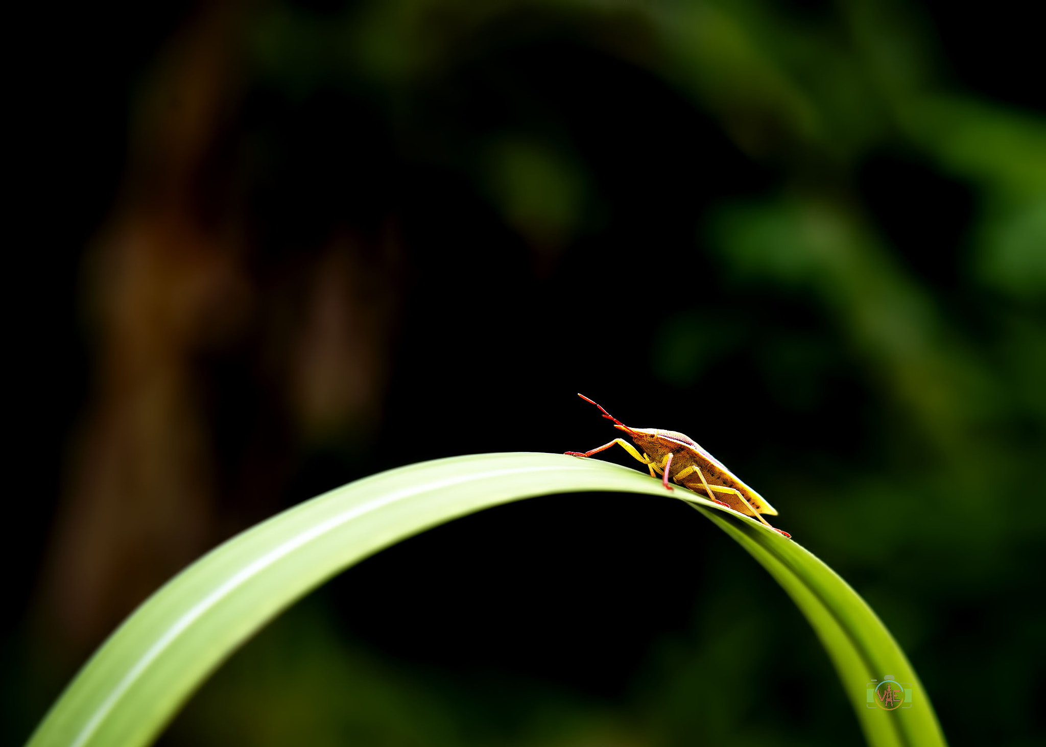 Nikon D800 sample photo. My way photography