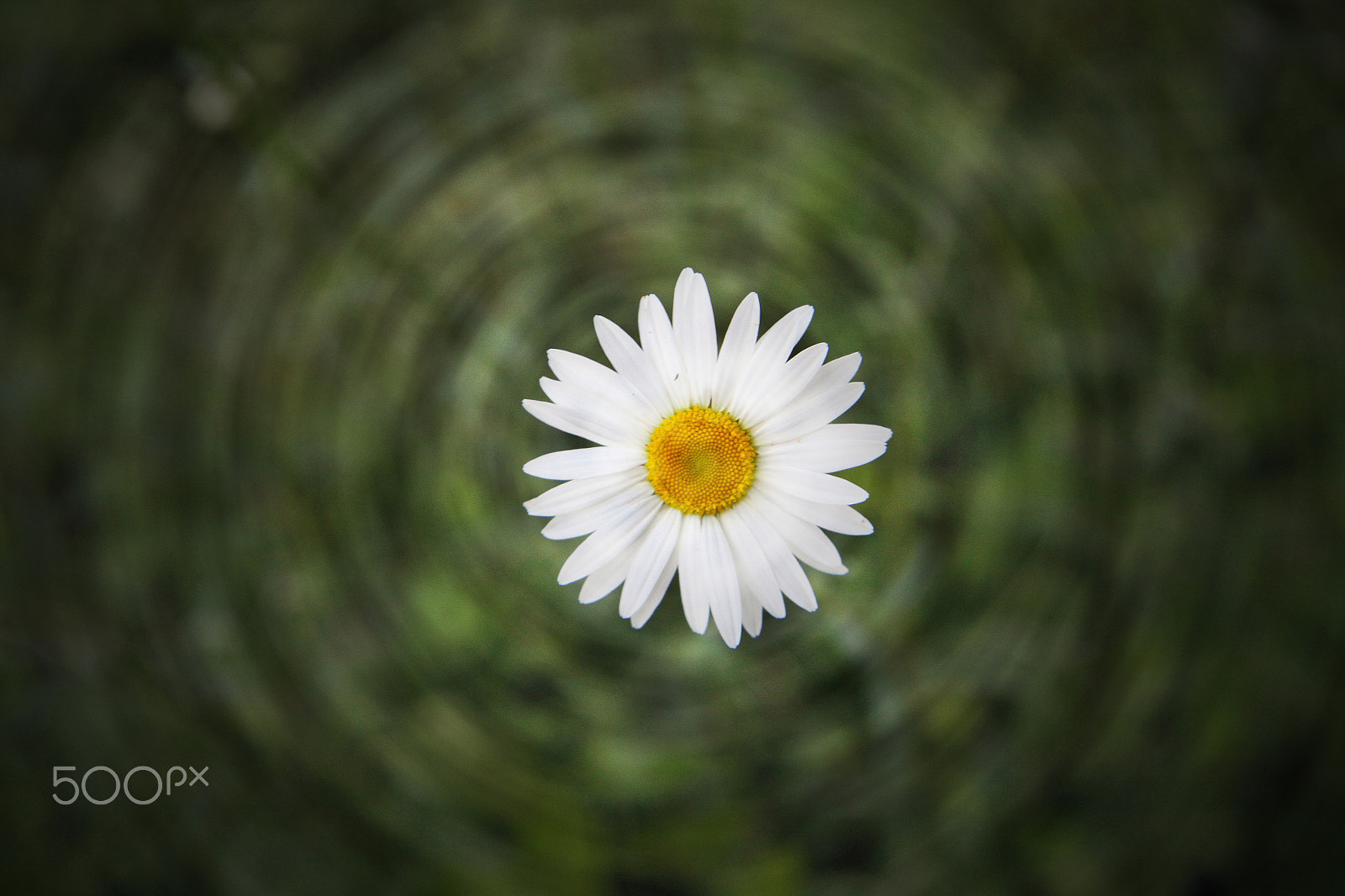 Canon EF-S 17-55mm F2.8 IS USM sample photo. You're a daisy photography