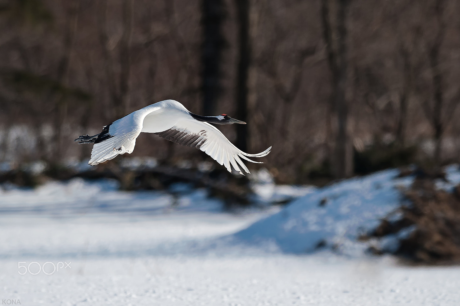 Nikon AF-S Nikkor 400mm F2.8G ED VR II sample photo. Tantyou photography