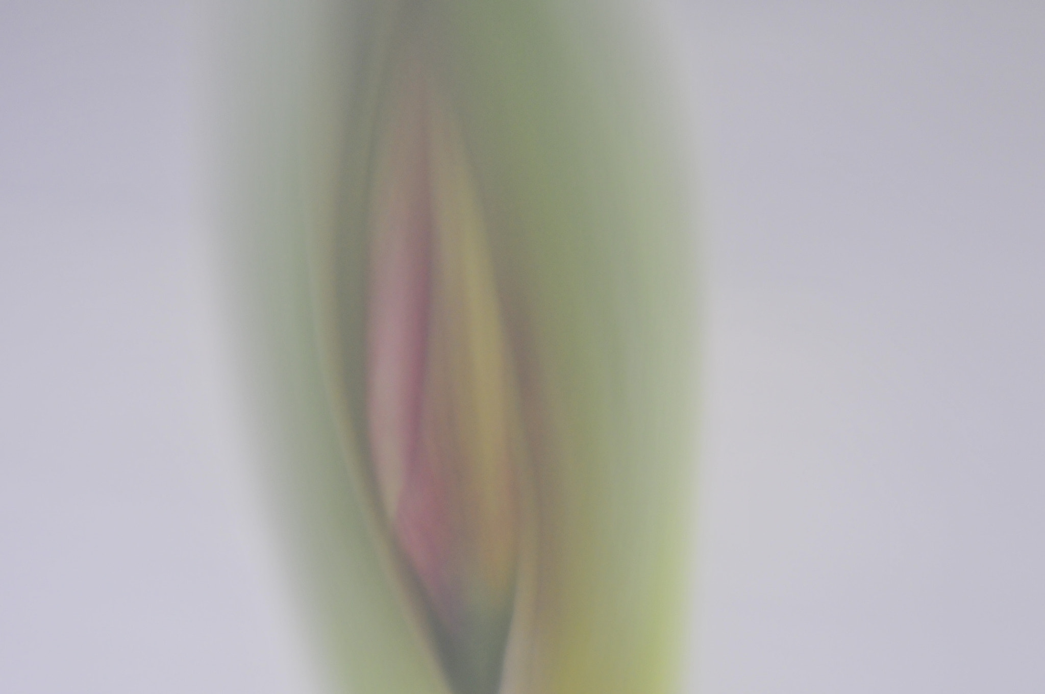 Nikon D300S + Manual Lens No CPU sample photo. Flower bud photography