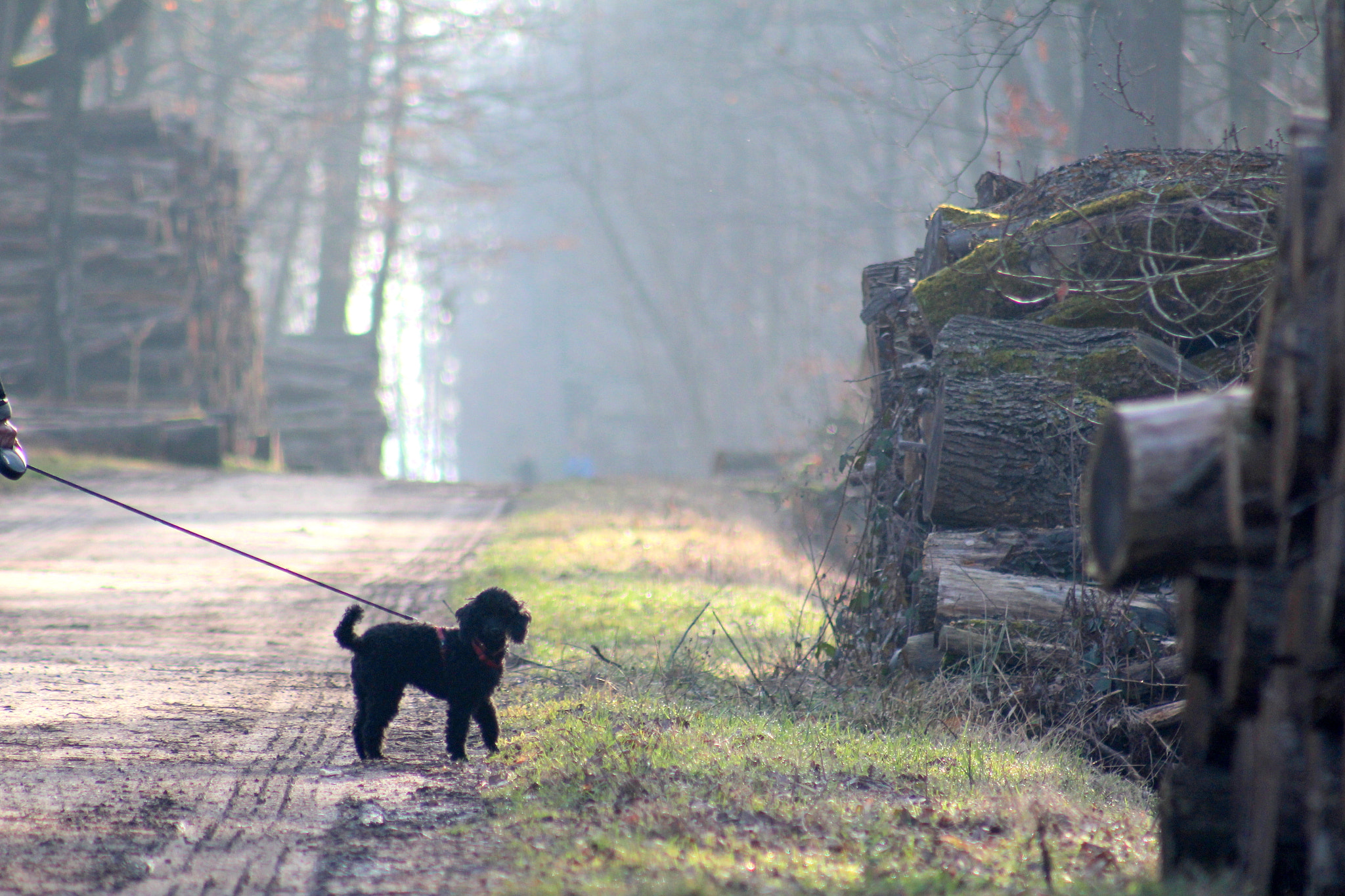 Canon EF 75-300mm f/4-5.6 USM sample photo. Img photography