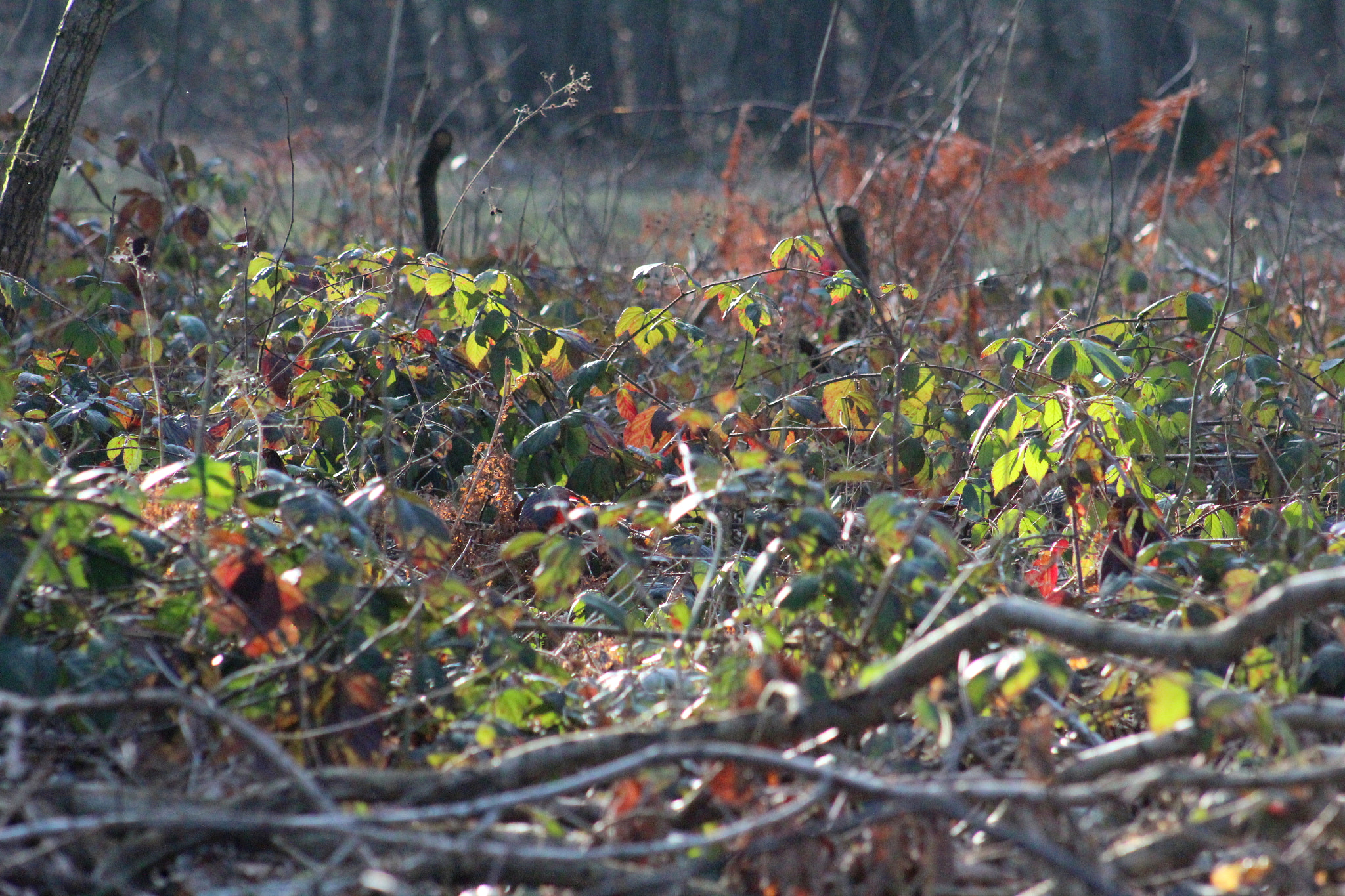 Canon EF 75-300mm f/4-5.6 USM sample photo. Img photography