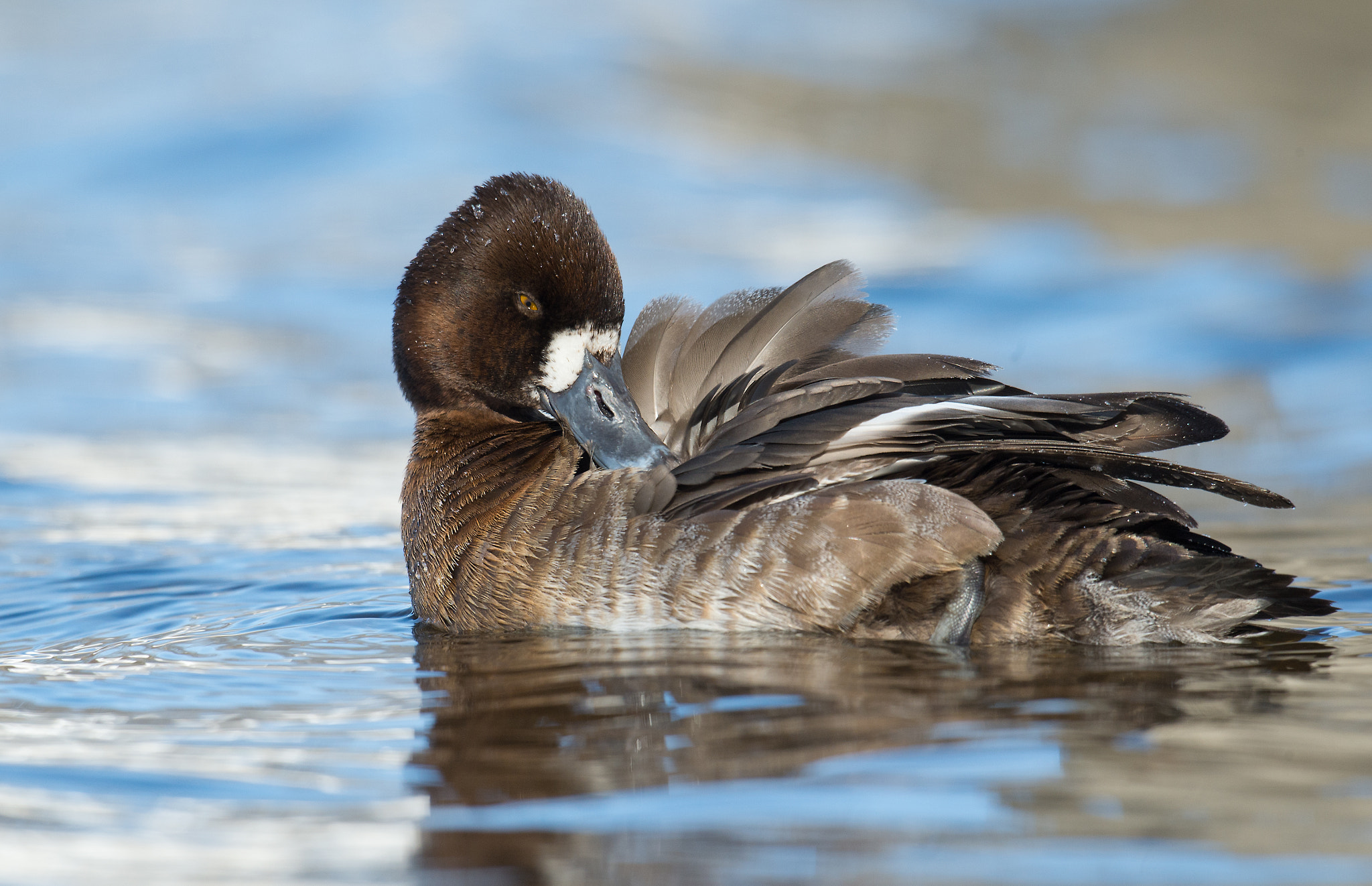 Nikon AF-S Nikkor 800mm F5.6E FL ED VR sample photo. Petit fuligule, aythaya affinis, lesser scaup photography