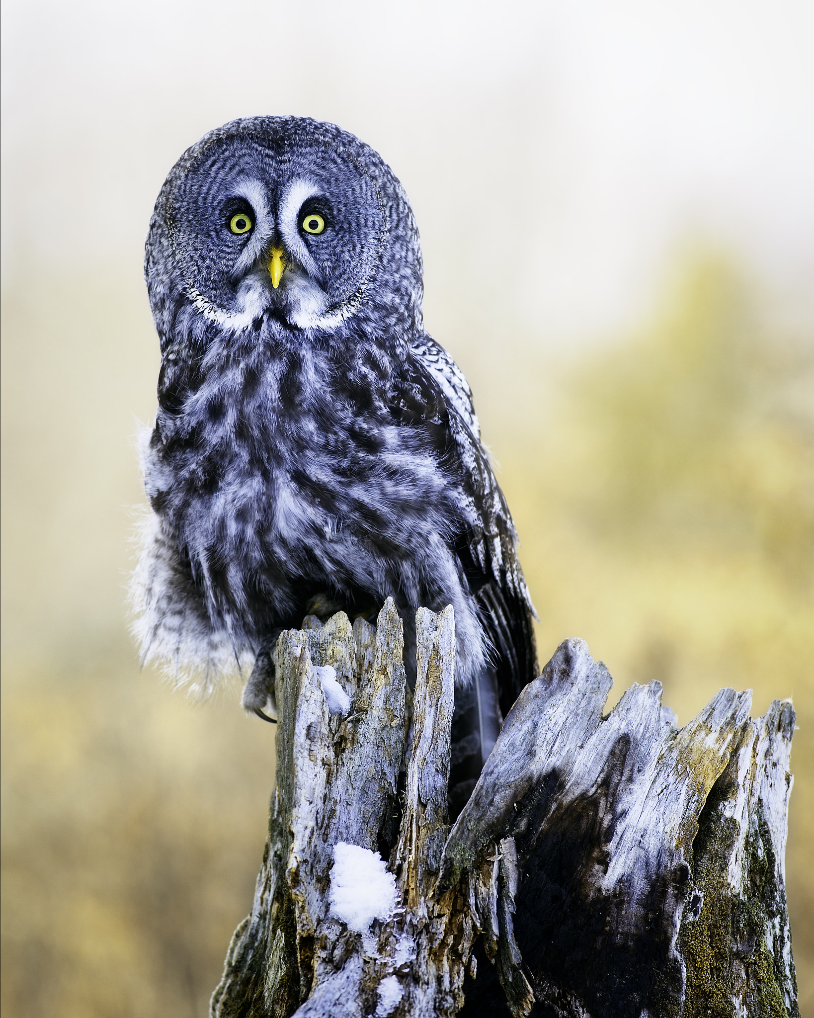 Nikon AF-S Nikkor 300mm F2.8G ED VR II sample photo. Great grey owl photography