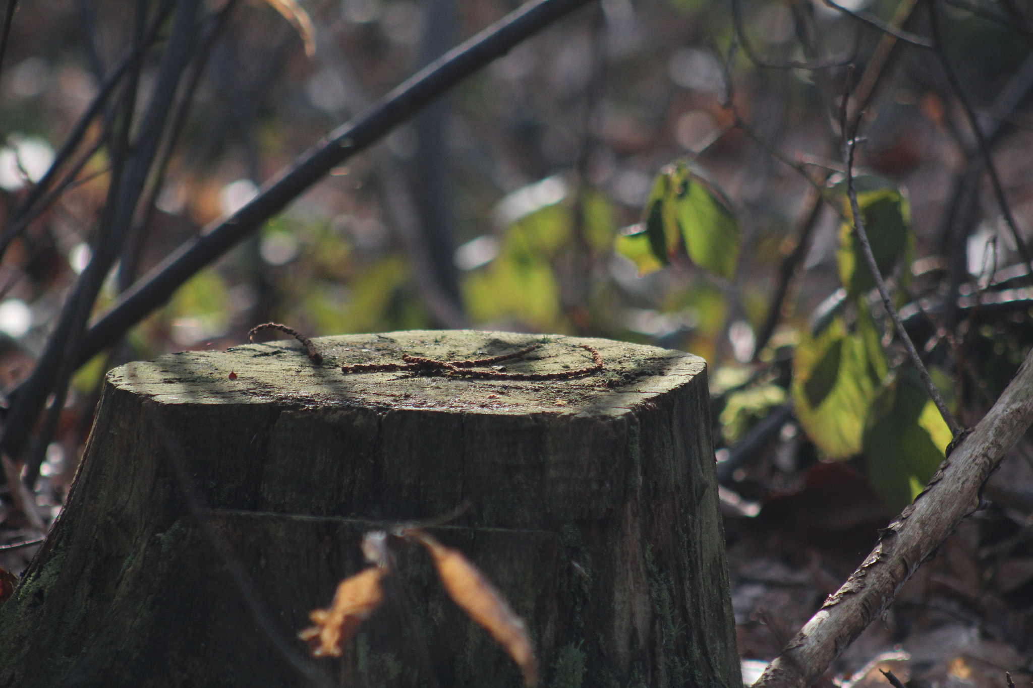 Canon EF 75-300mm f/4-5.6 USM sample photo. Img photography