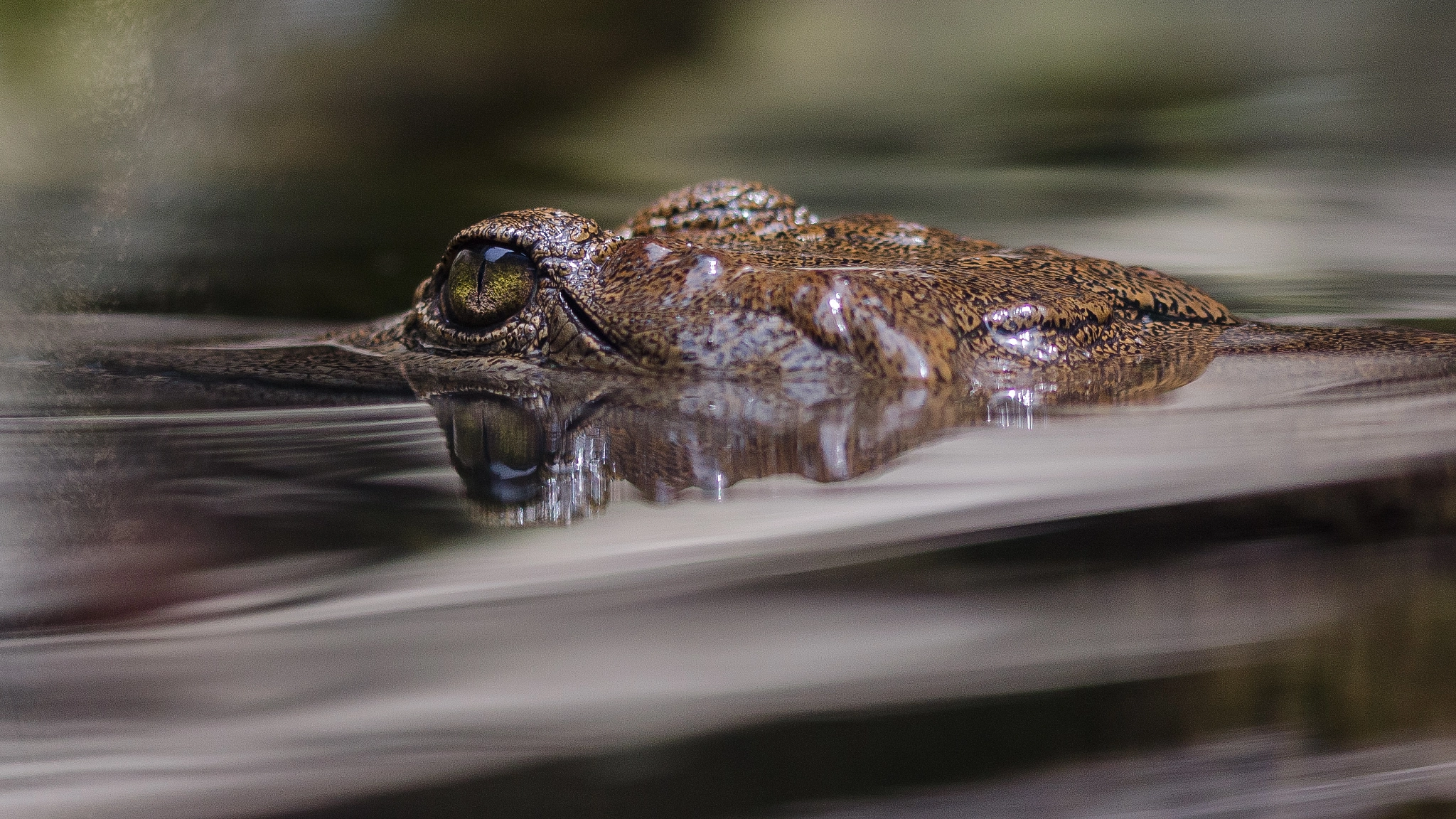 Sigma 105mm F2.8 EX DG OS HSM sample photo. She'll get ya! photography