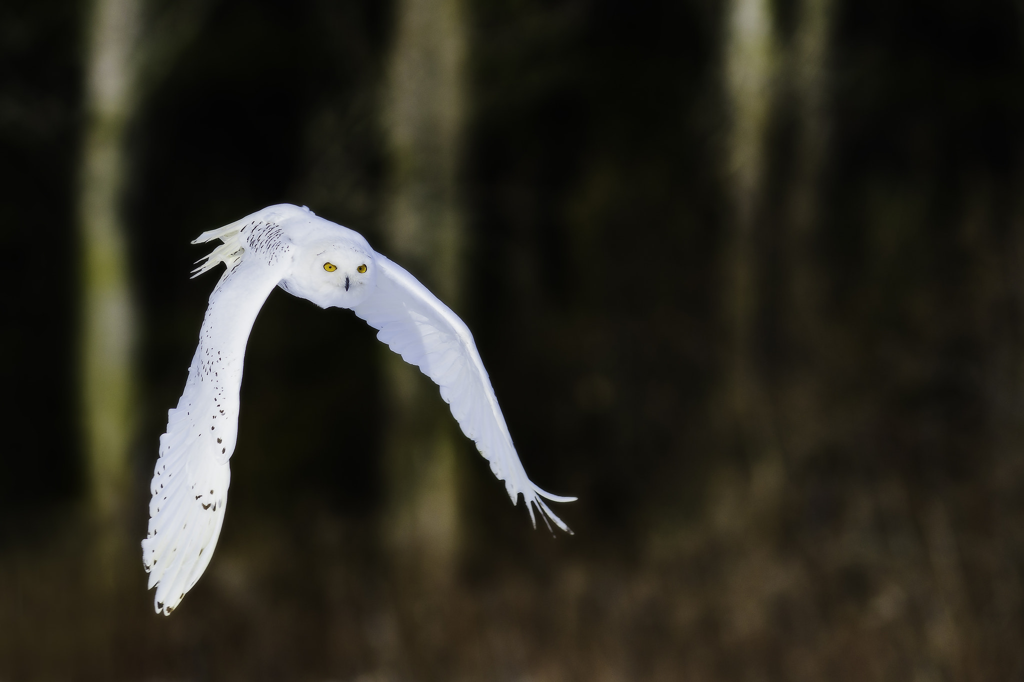 Nikon AF-S Nikkor 300mm F2.8G ED VR II sample photo. Snowy owl in flight photography