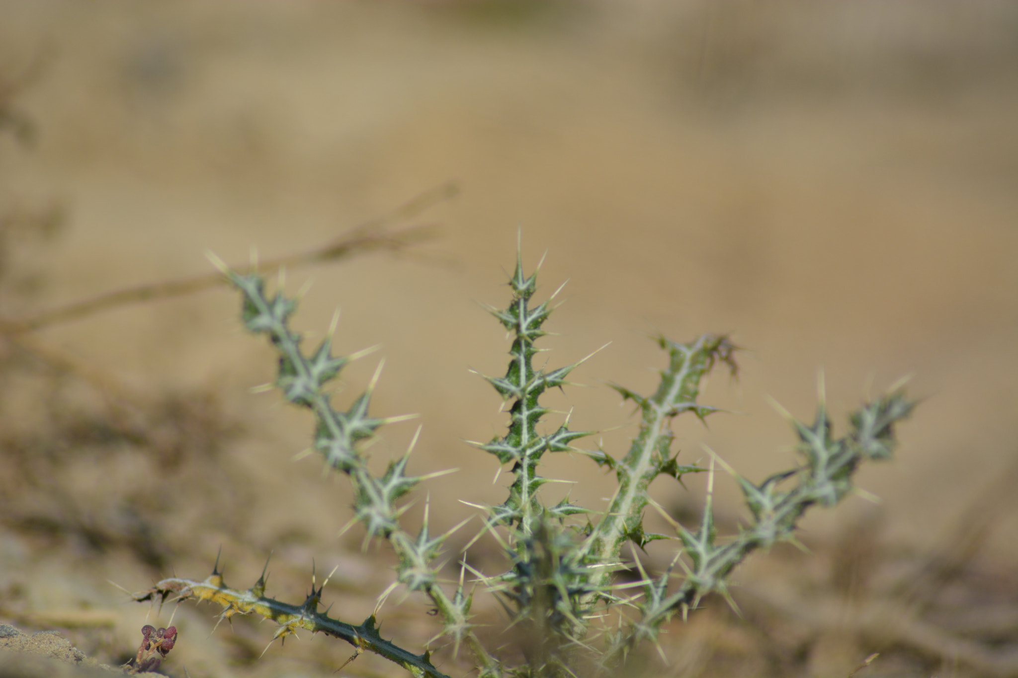 Nikon AF Nikkor 70-300mm F4-5.6G sample photo. Small cactus(grass) photography