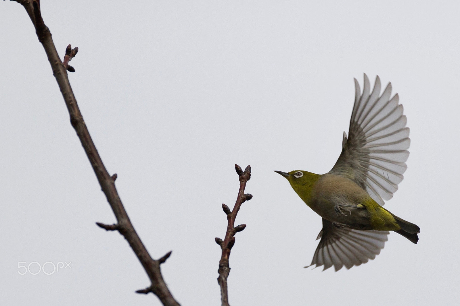 Canon EF 200mm F2.8L II USM sample photo. Flying white eye photography