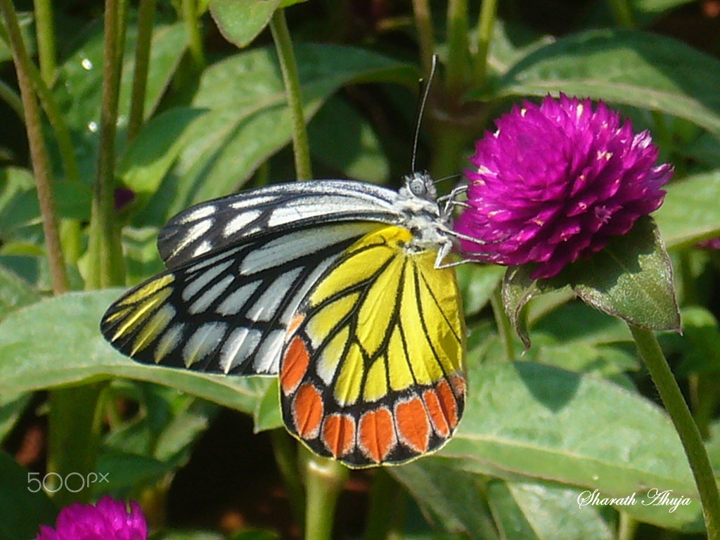 Panasonic DMC-FX01 sample photo. Winged beauty photography