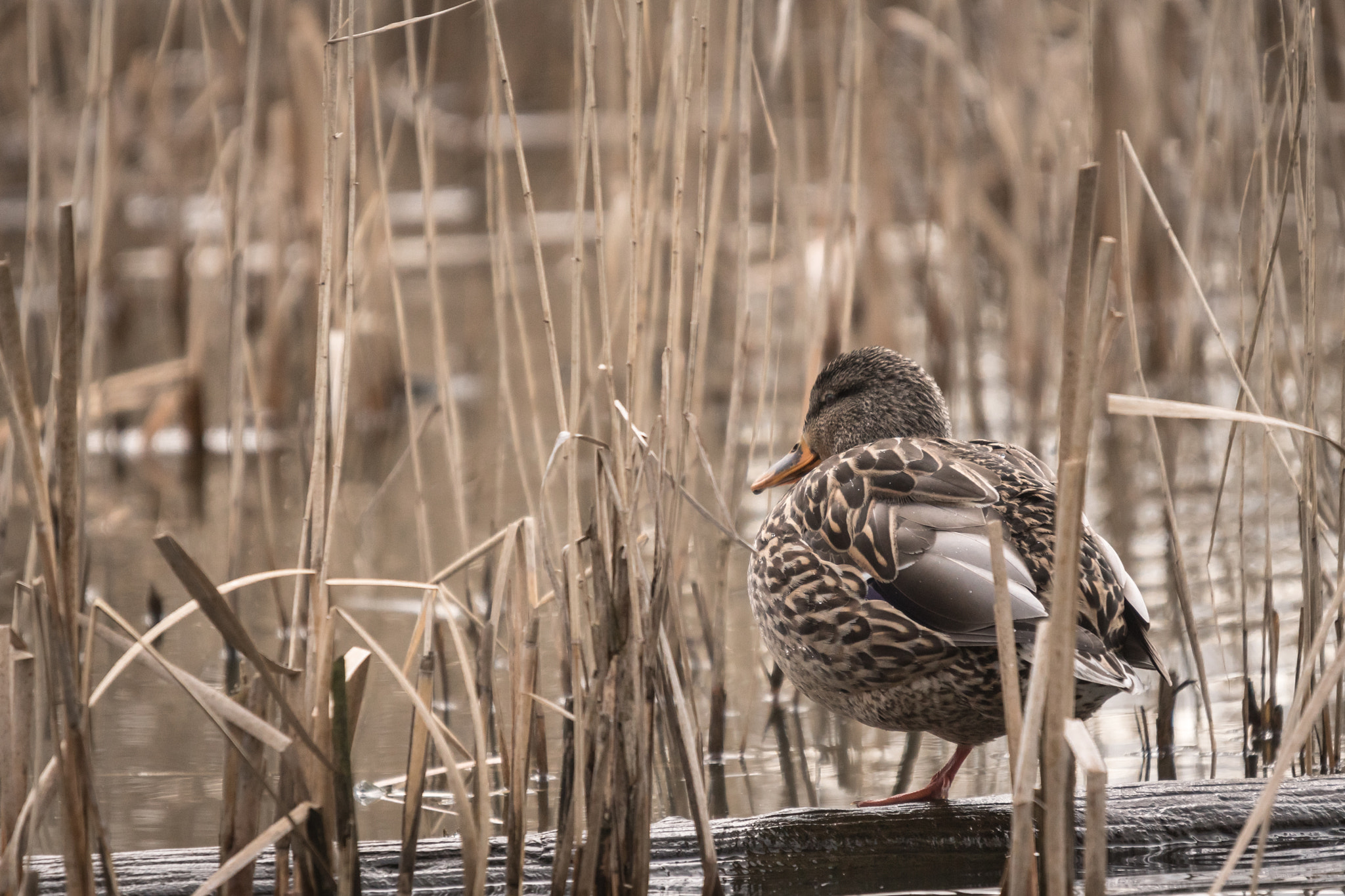 Sony ILCA-77M2 sample photo. Hiding hen photography