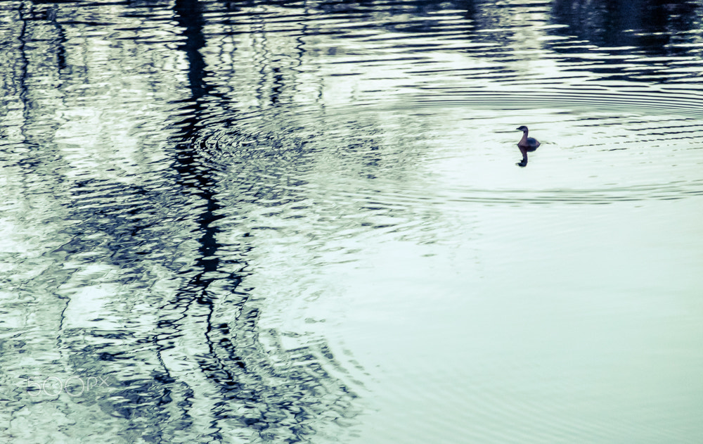 Fujifilm X-E2 + Fujifilm XC 50-230mm F4.5-6.7 OIS sample photo. Little duck in a big pond photography