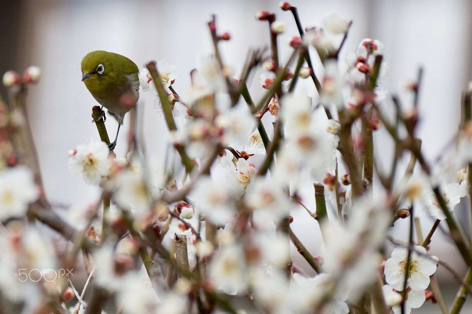Canon EF 200mm F2.8L II USM sample photo. White eye on plum tree photography