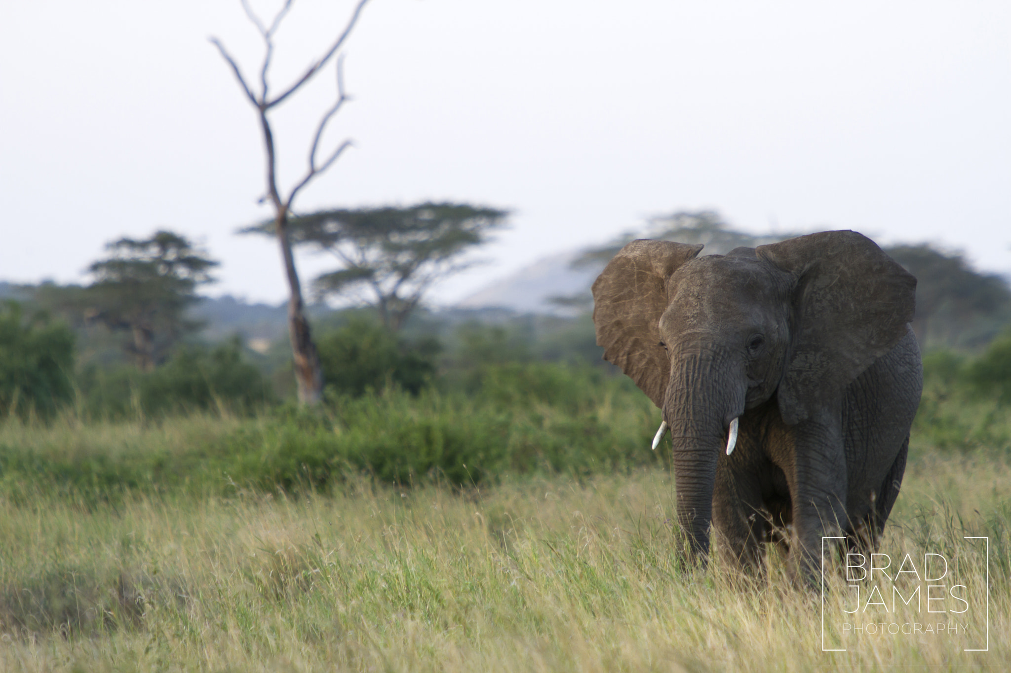 Canon EF 70-200mm F2.8L IS USM sample photo. Lone elephant photography