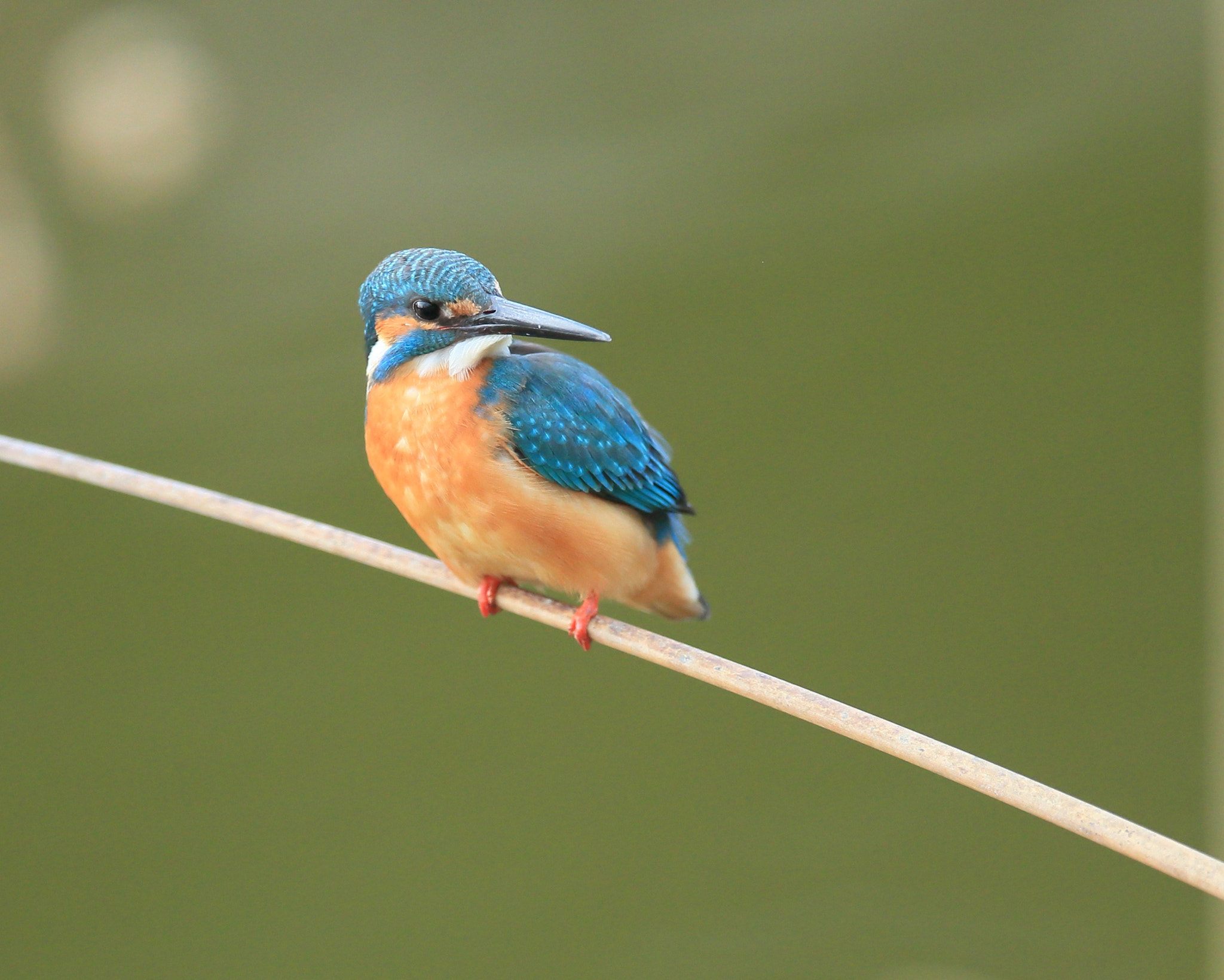 Canon EOS-1D X sample photo. カワセミ kingfisher  photography