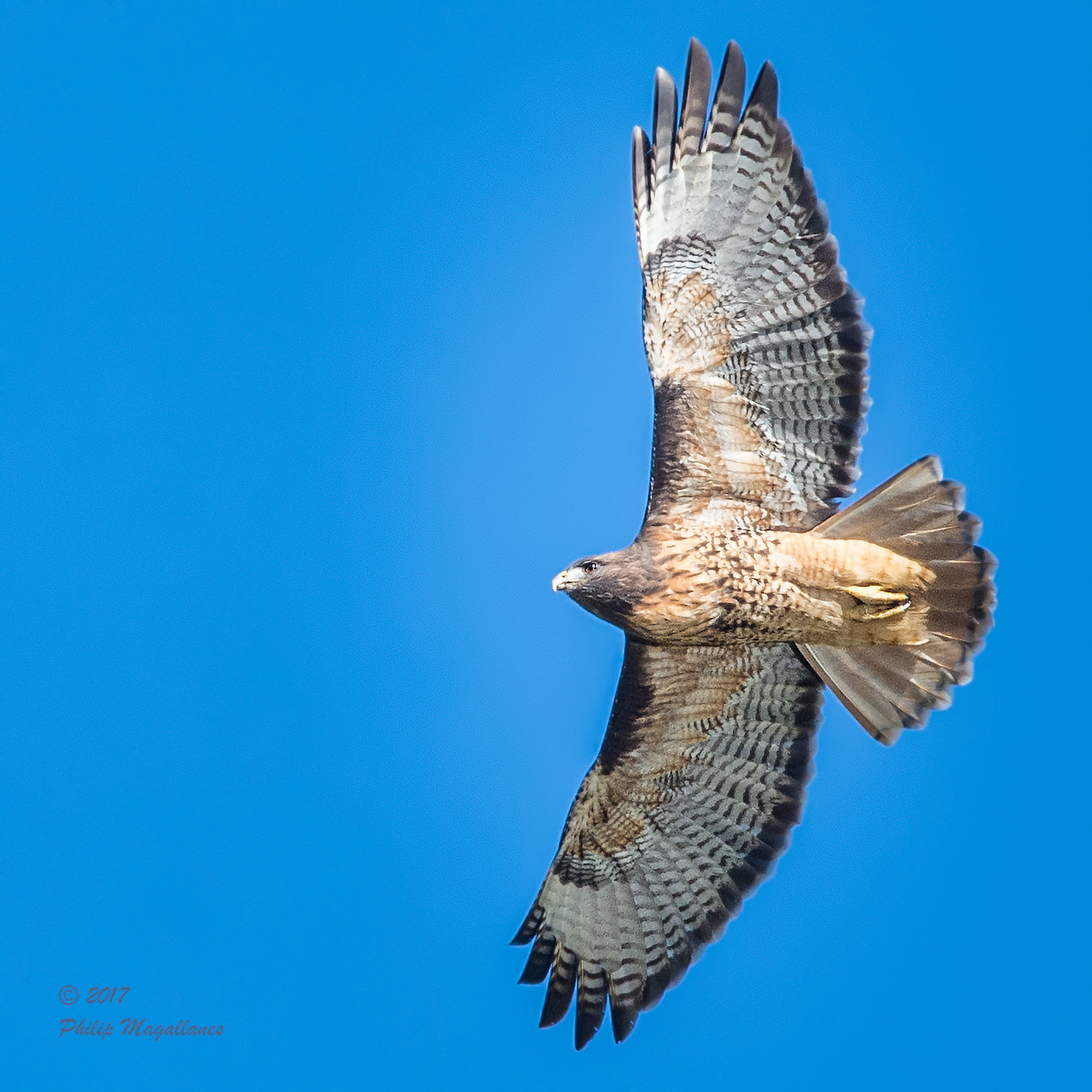 Nikon Nikkor AF-S 300mm F4E PF ED VR sample photo. Red tailed hawk in flight photography