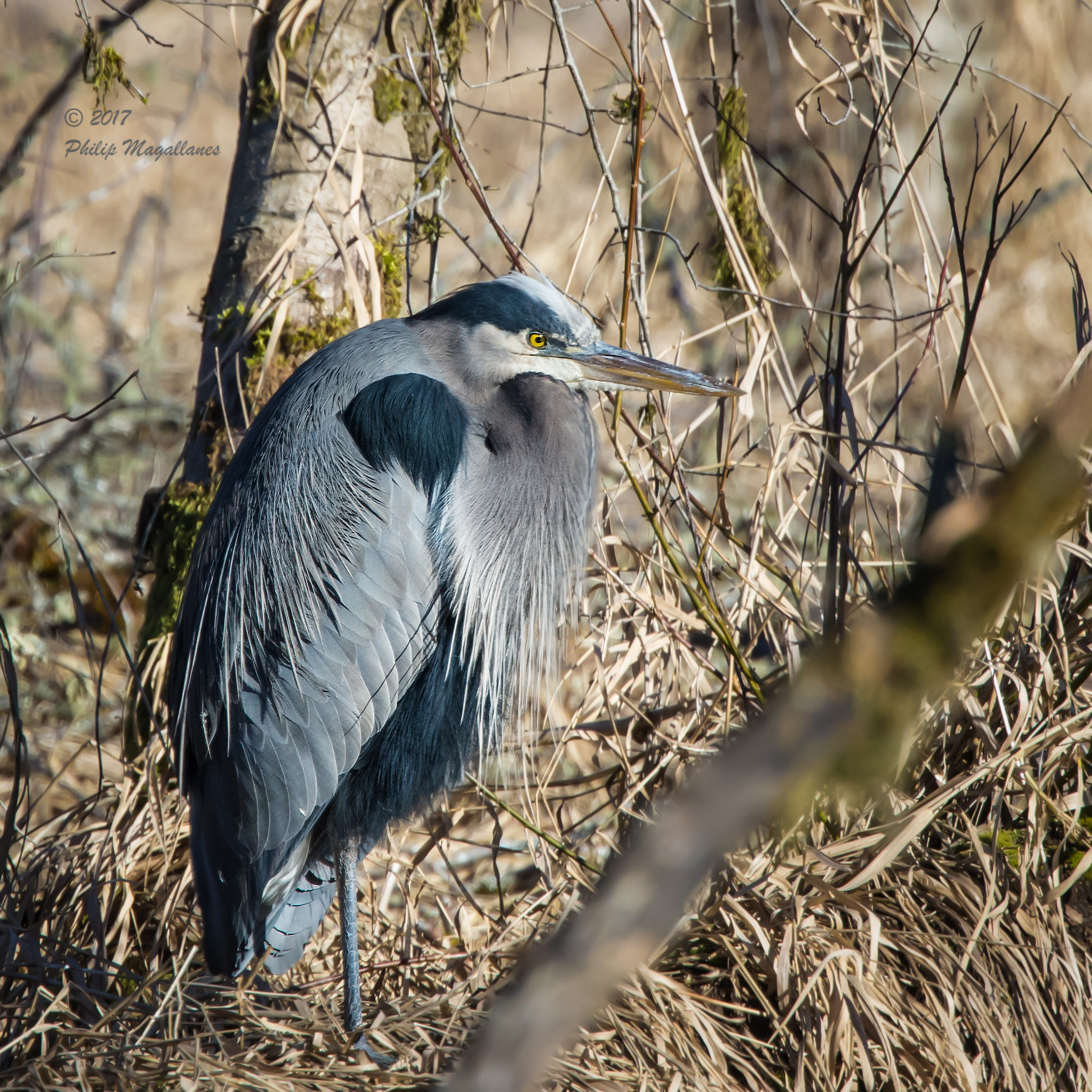 Nikon Nikkor AF-S 300mm F4E PF ED VR sample photo. Great blue heron resting photography