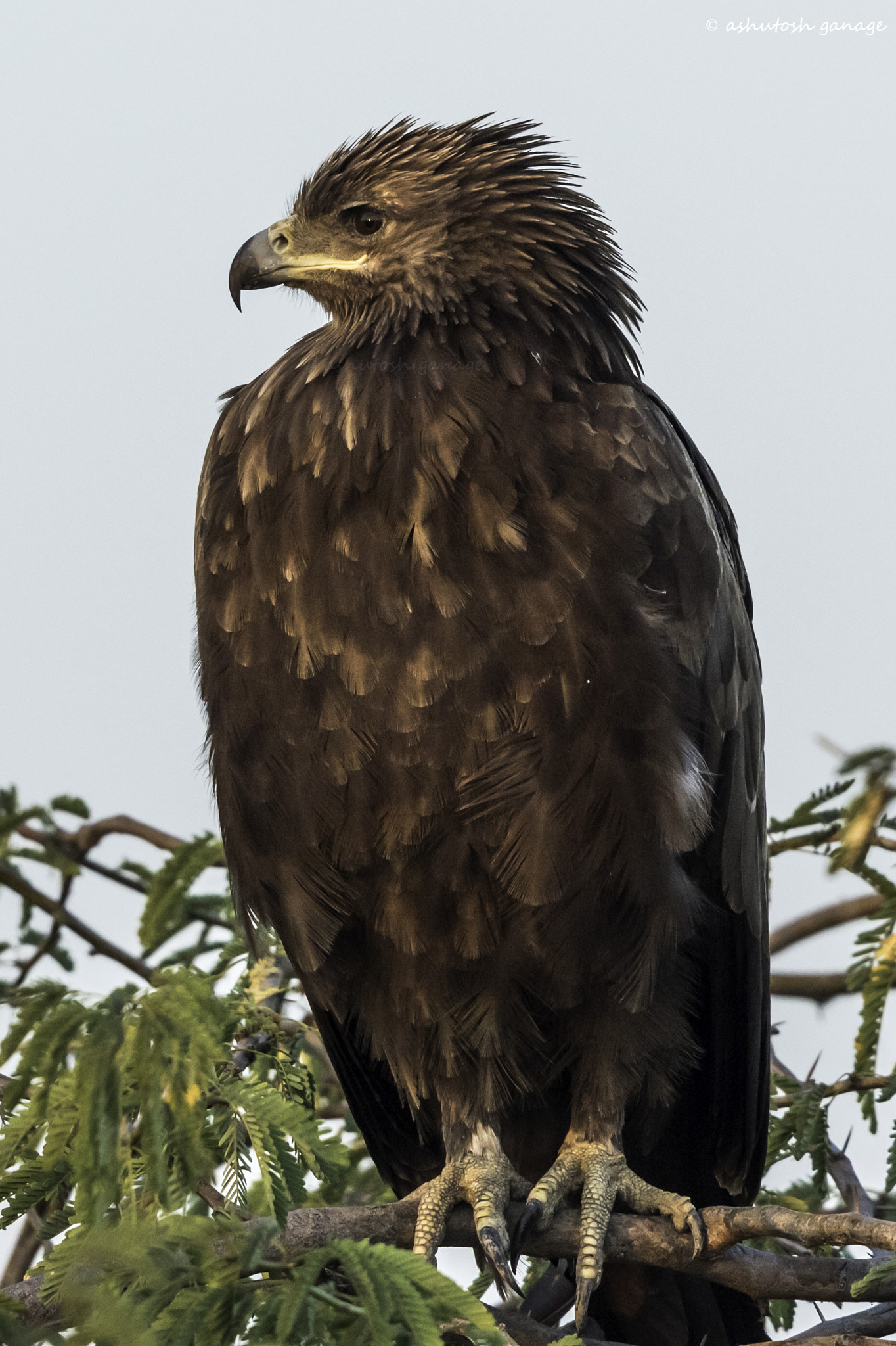 Canon EOS 7D Mark II sample photo. Greater spotted eagle photography