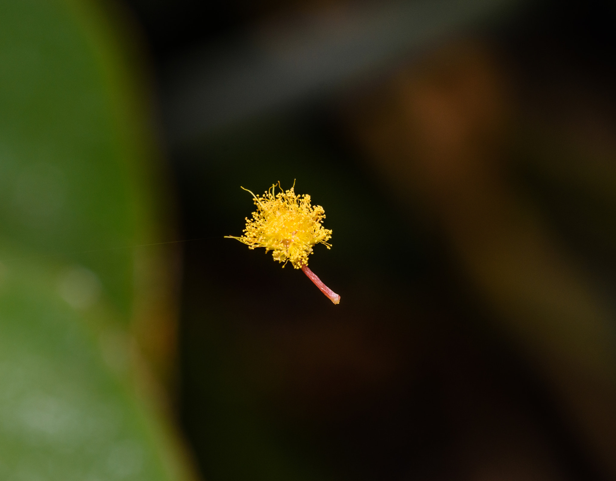 Tokina AT-X Pro 100mm F2.8 Macro sample photo. Another hanging by a thread photography