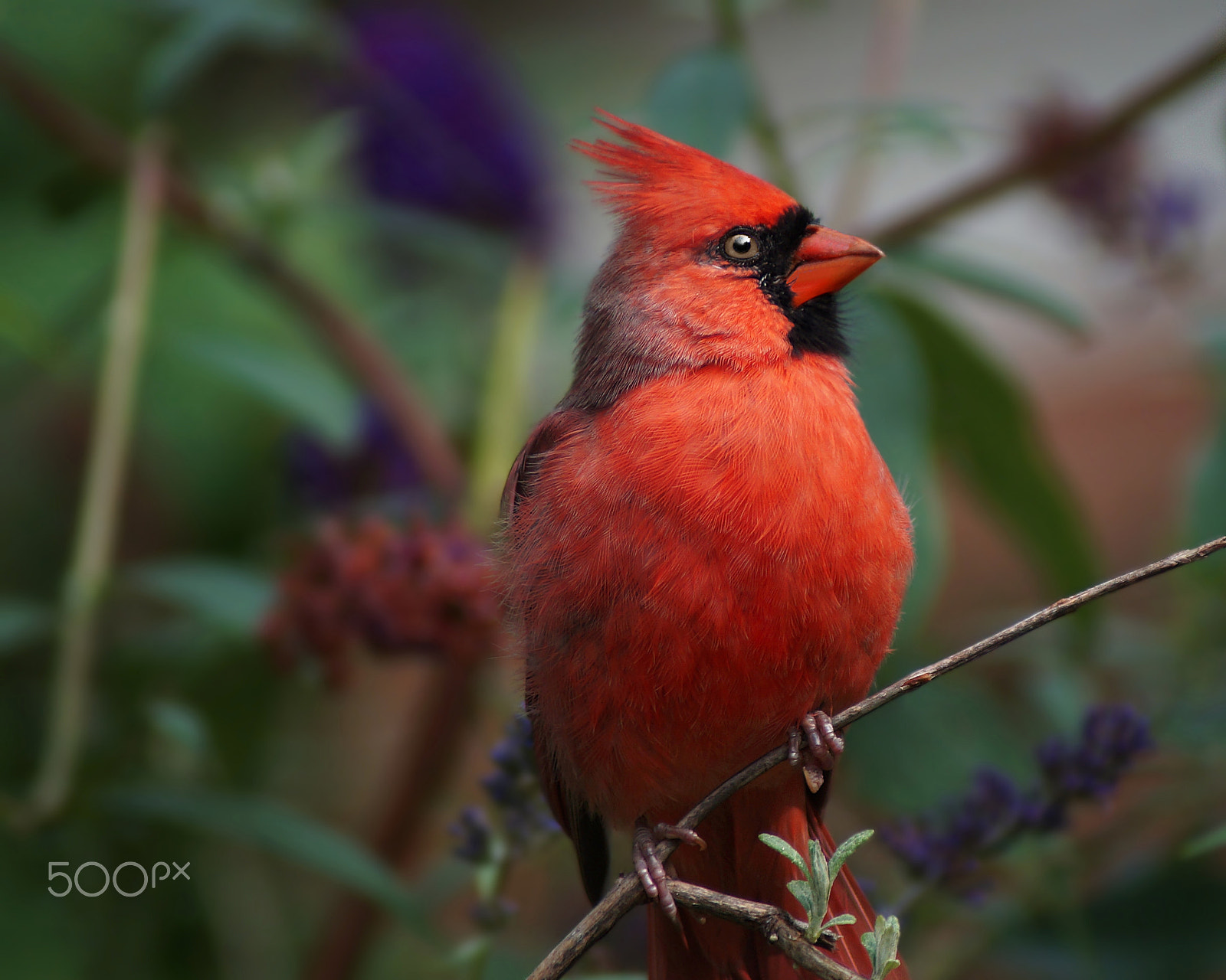 Sony 75-300mm F4.5-5.6 sample photo. Northern cardinal photography