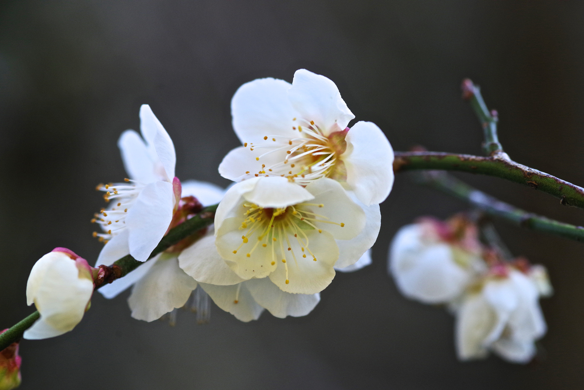 Pentax K-1 sample photo. Large plum photography