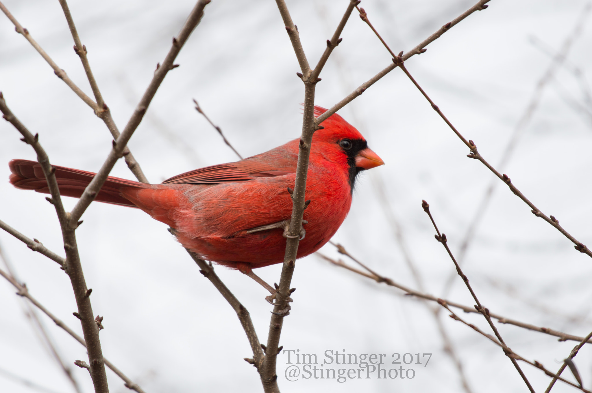 Nikon AF-S Nikkor 200-500mm F5.6E ED VR sample photo. Beautiful cardinal photography