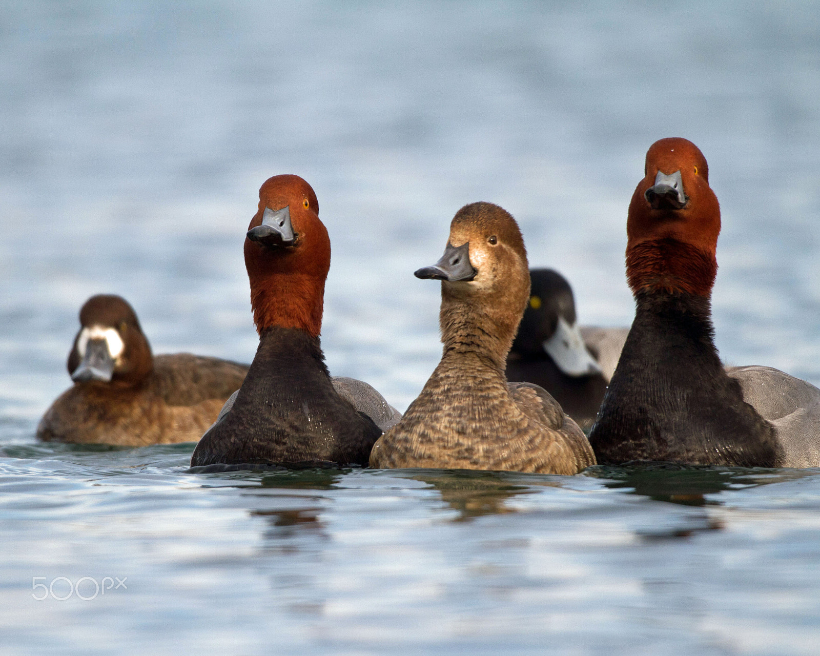Canon EOS 7D + Canon EF 300mm F4L IS USM sample photo. Redhead duck photography