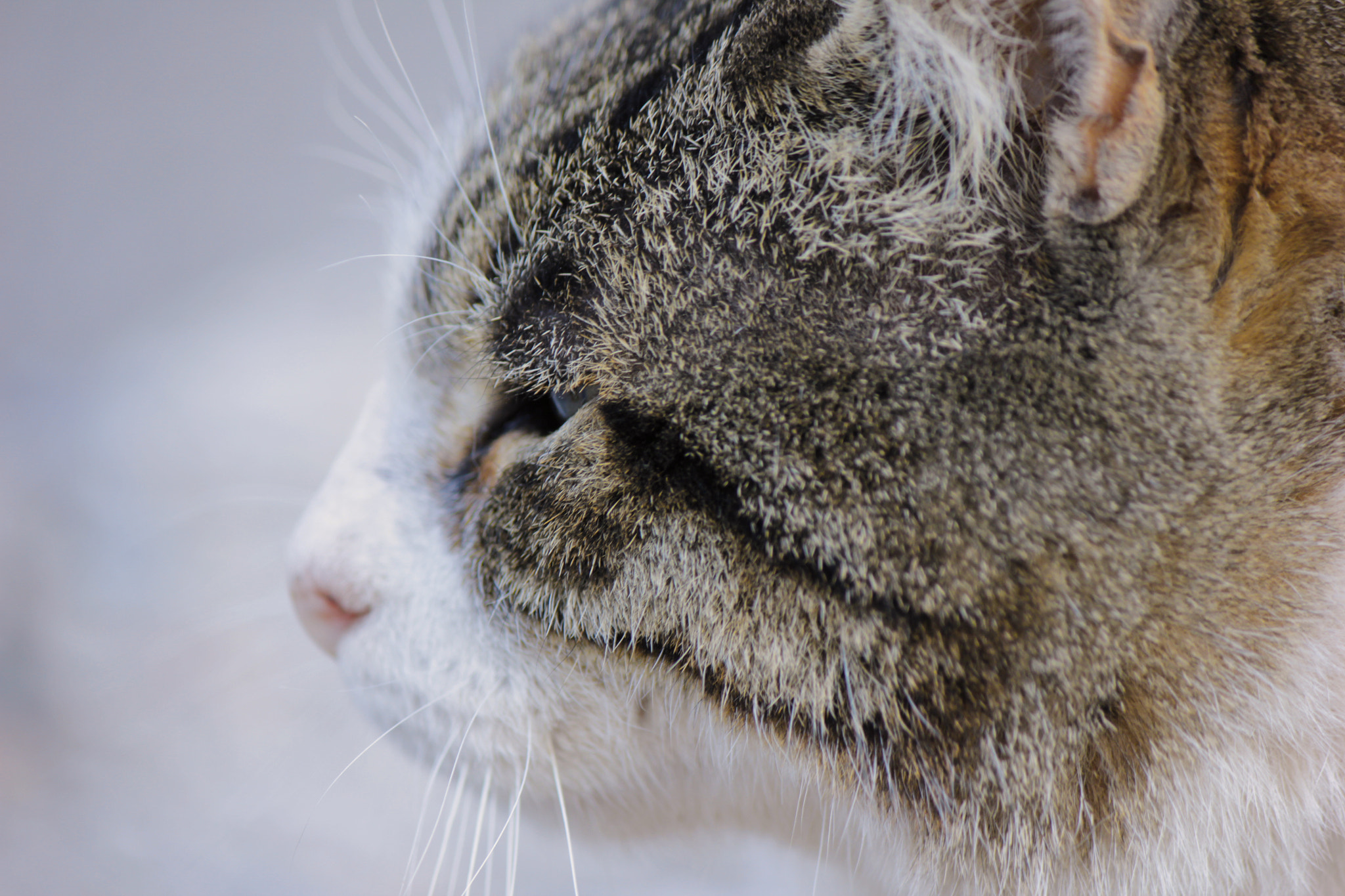 Canon EOS 550D (EOS Rebel T2i / EOS Kiss X4) sample photo. Cat of montserrat photography