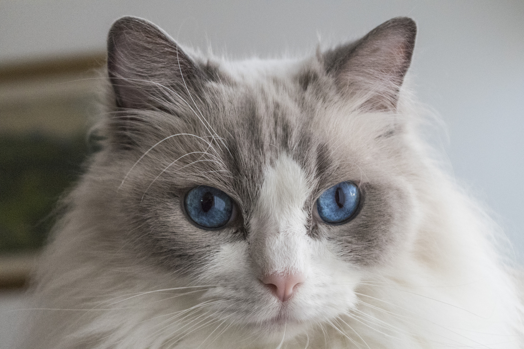 Pentax K-S2 sample photo. Blueyes photography