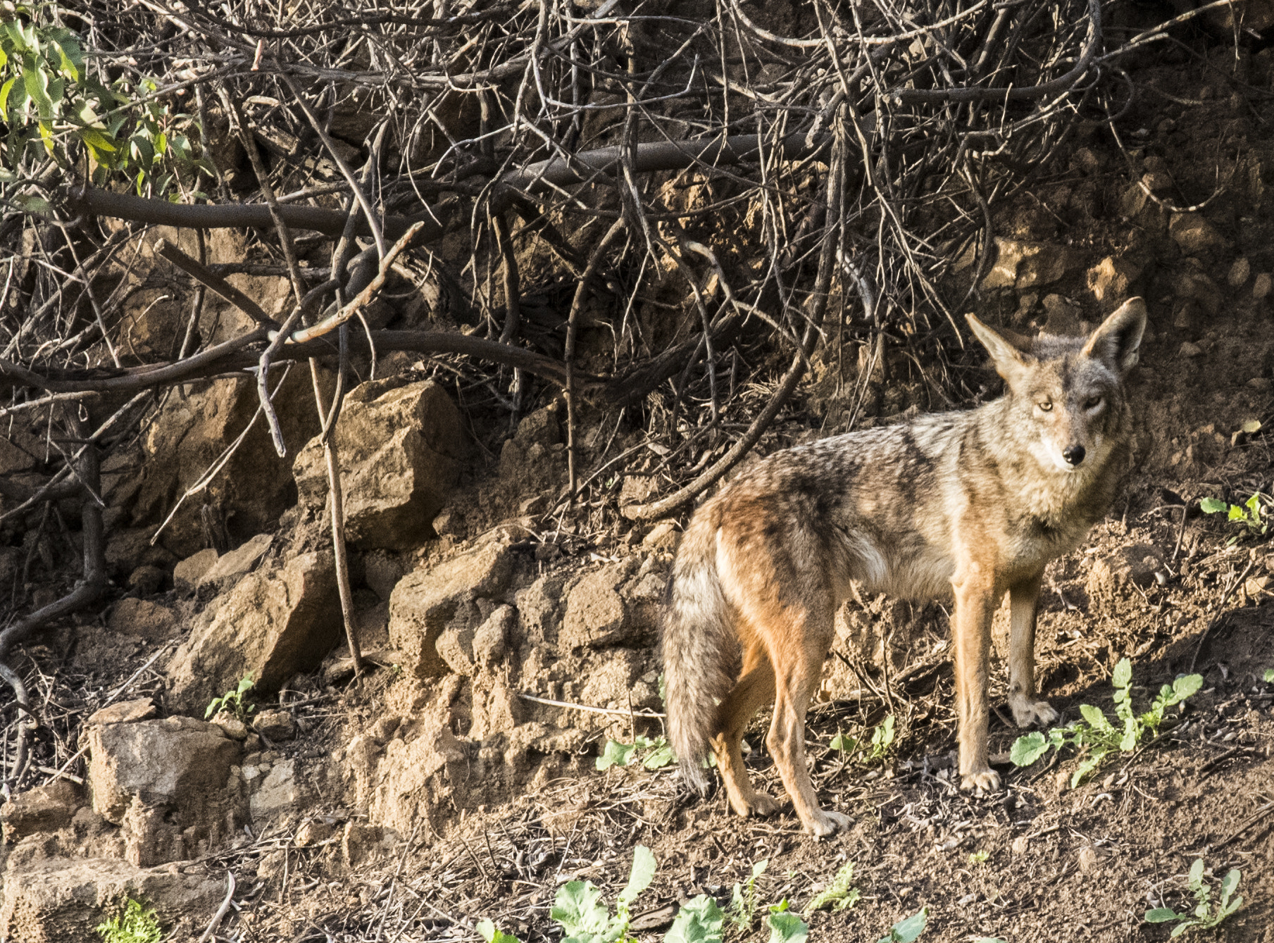 Pentax K-S2 sample photo. Coyote photography