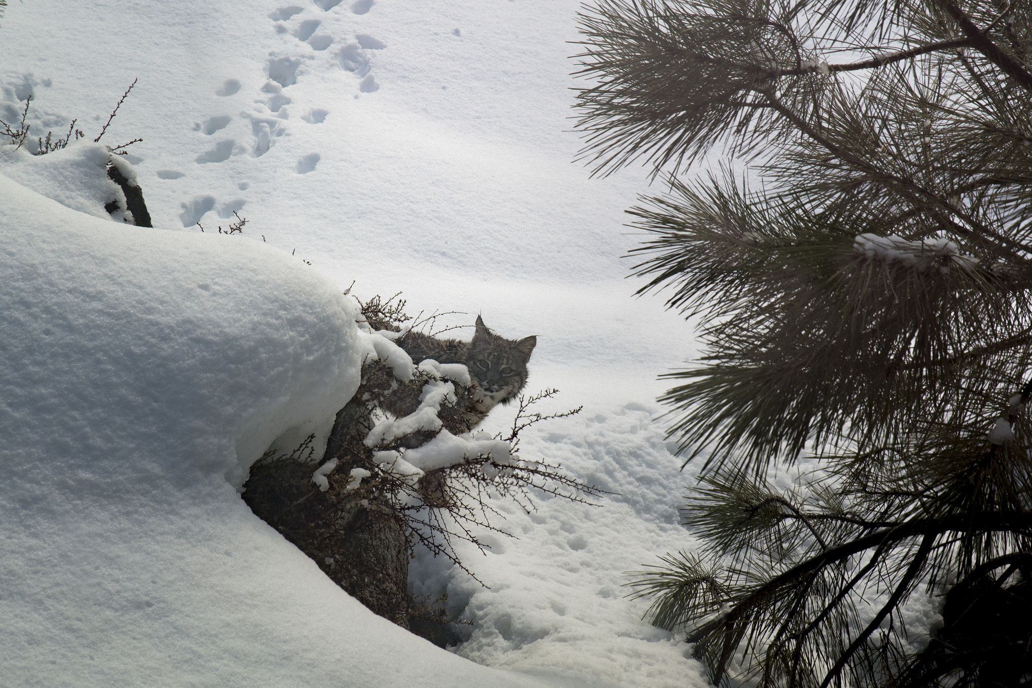 Pentax K-S2 sample photo. Looking photography