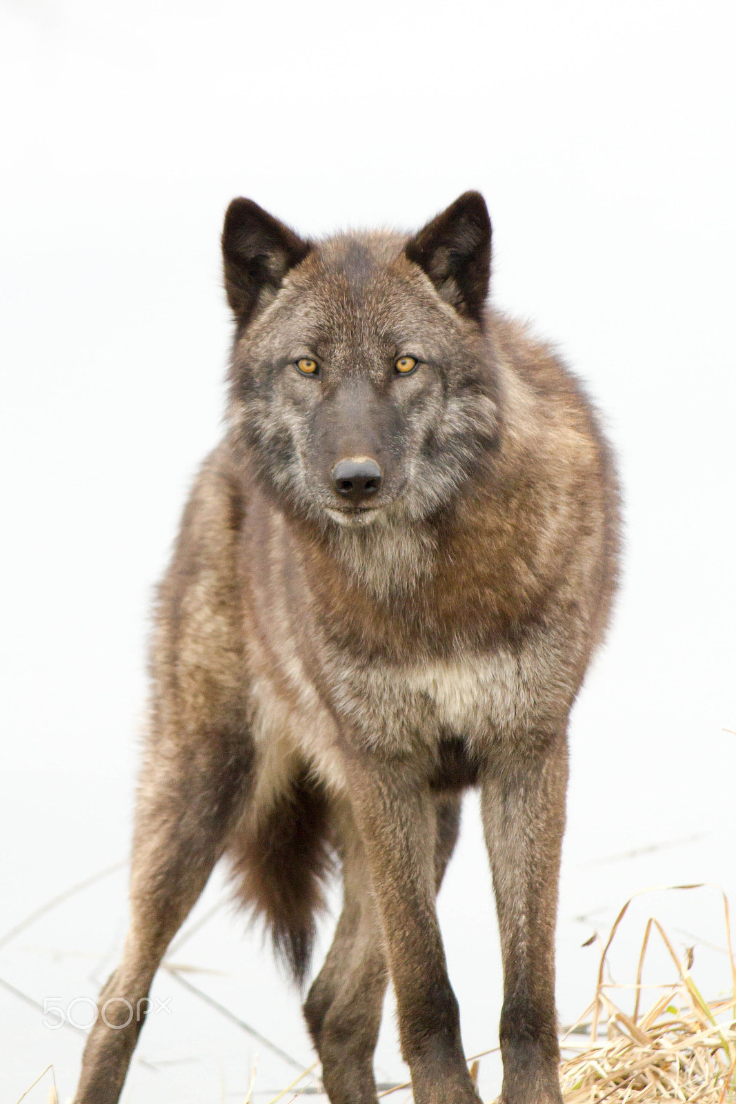 Canon EF-S 55-250mm F4-5.6 IS sample photo. Wolf photography