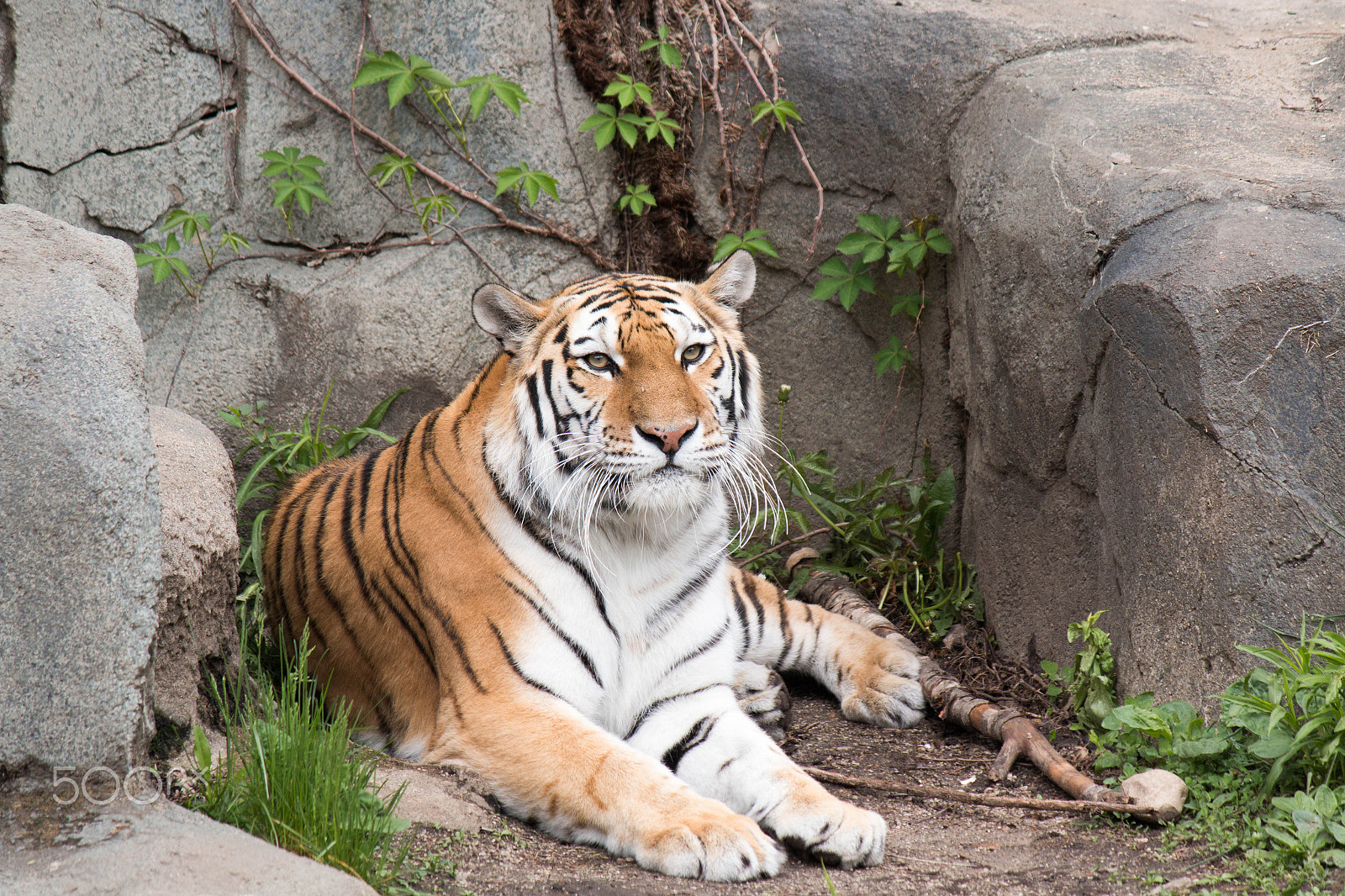 Canon EF-S 55-250mm F4-5.6 IS sample photo. Amur tiger photography