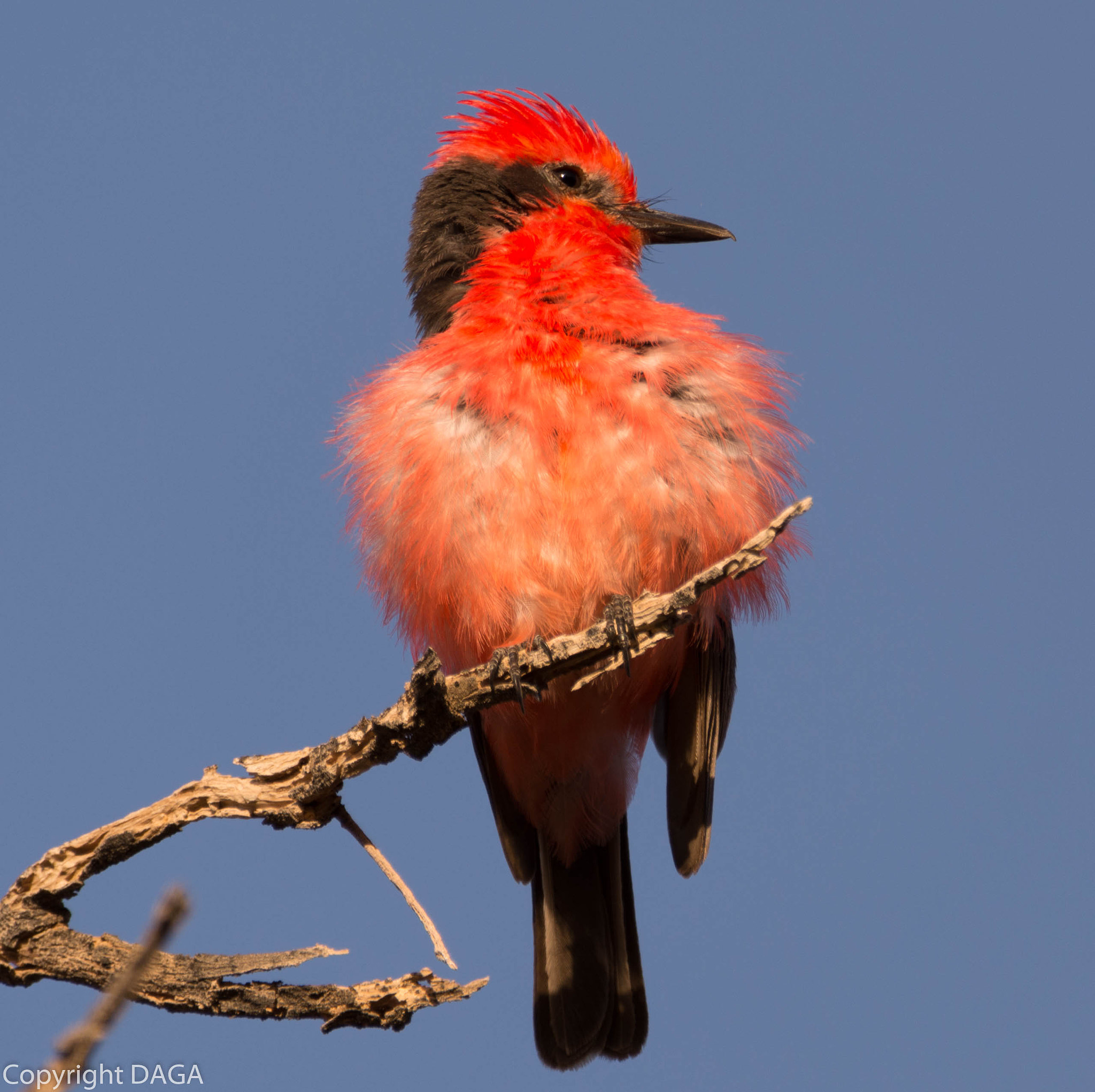 Sigma 150-600mm F5-6.3 DG OS HSM | C sample photo. Saca tu real photography