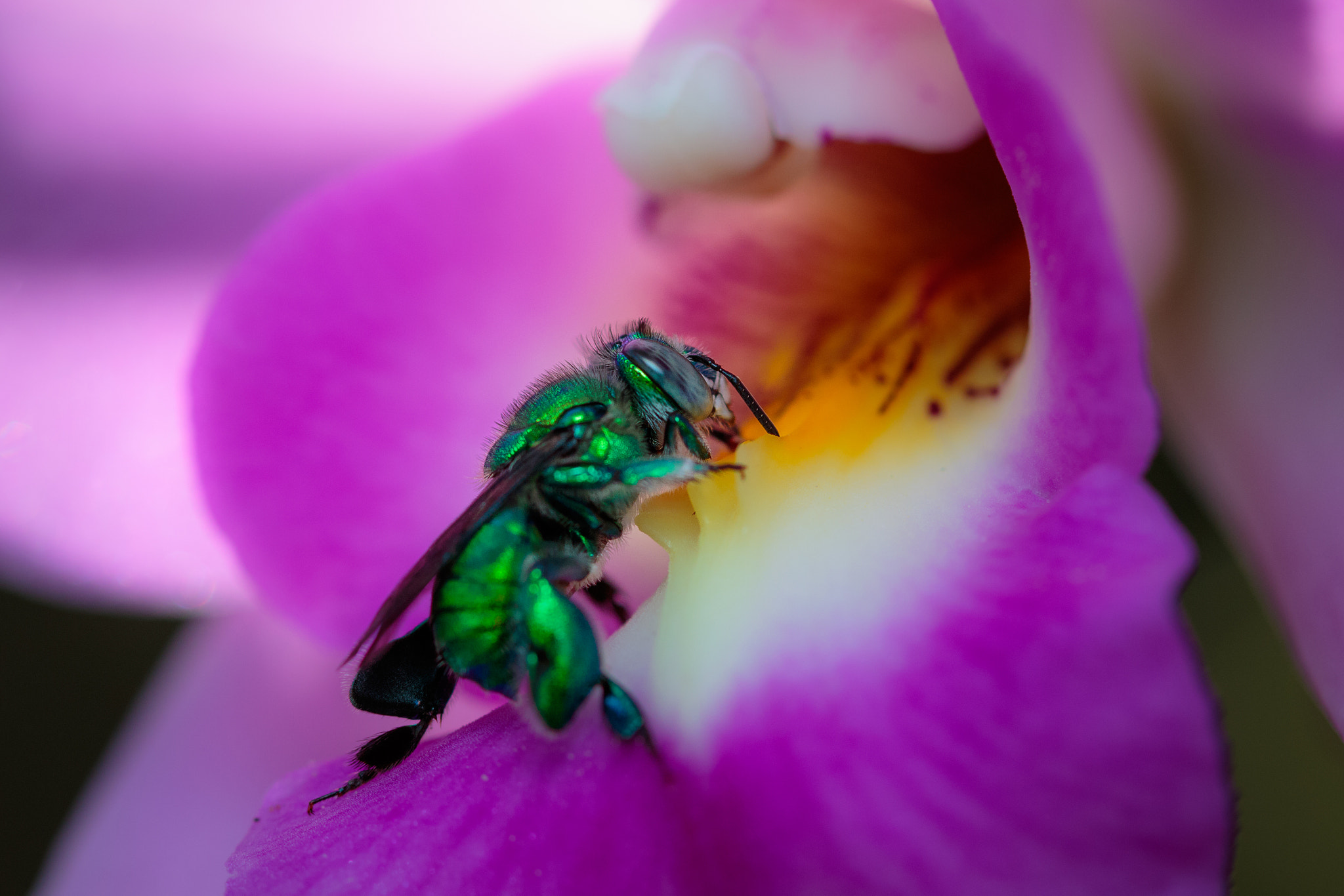 Canon EF 100mm F2.8 Macro USM sample photo. It's very yummy!!! photography