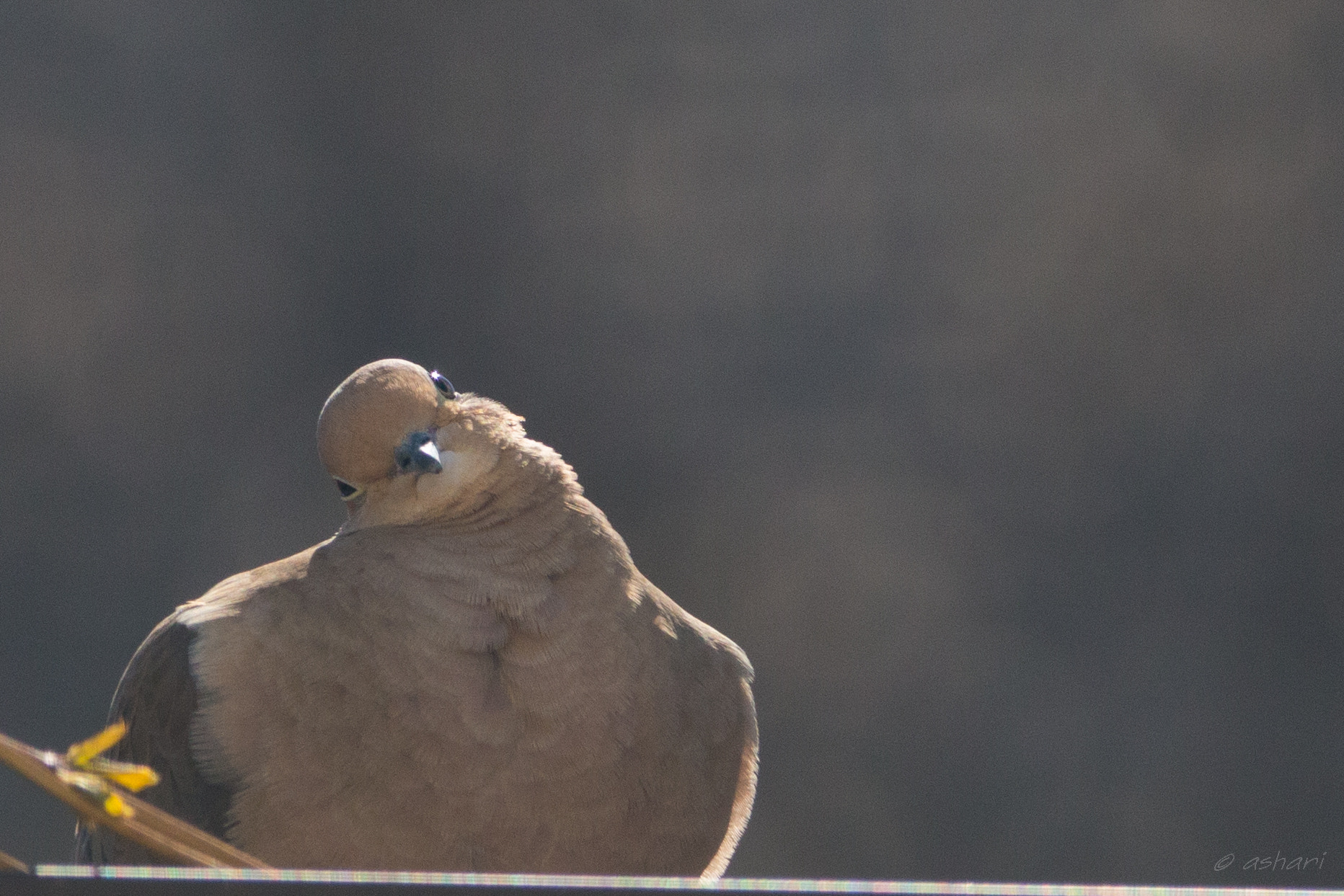 150-600mm F5-6.3 DG OS HSM | Contemporary 015 sample photo. How's my head-tilt? photography