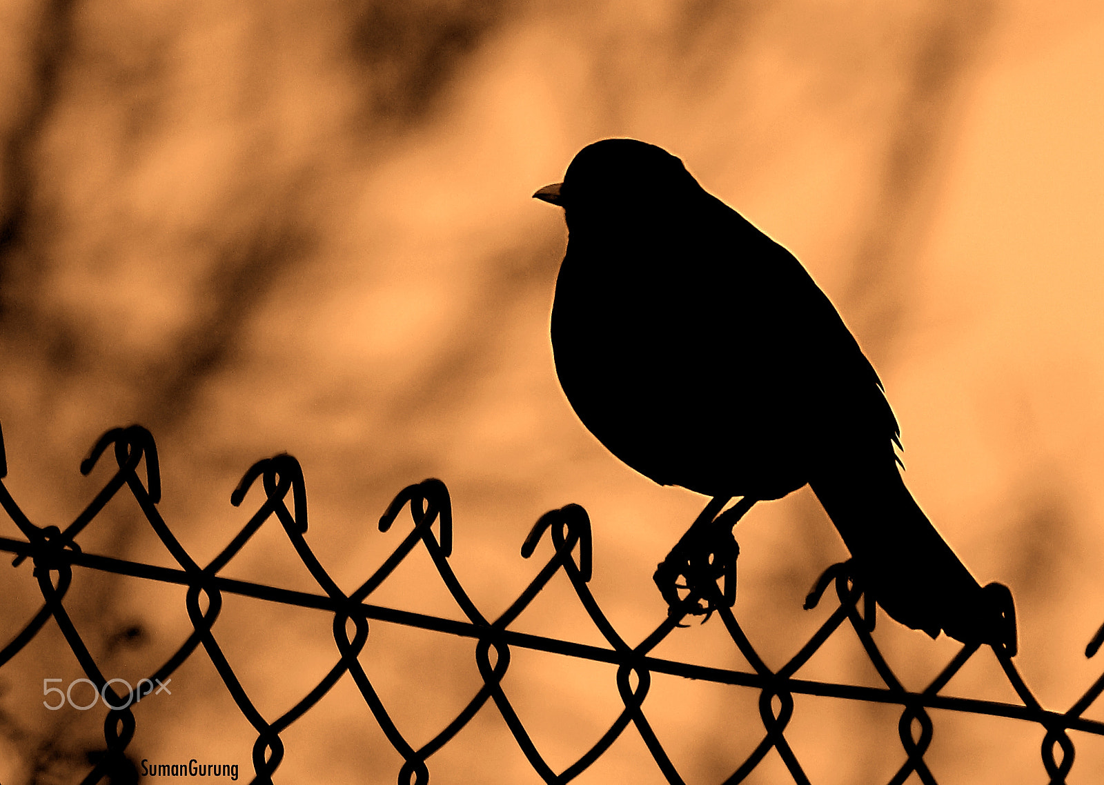 Canon EF 70-300mm F4-5.6L IS USM sample photo. Silhouette photography of bird photography
