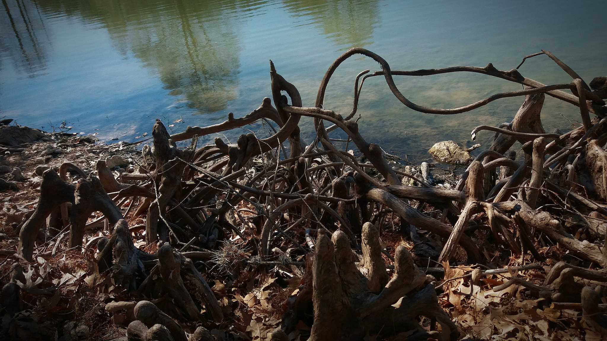 Samsung Galaxy J7(2015) sample photo. Vines photography