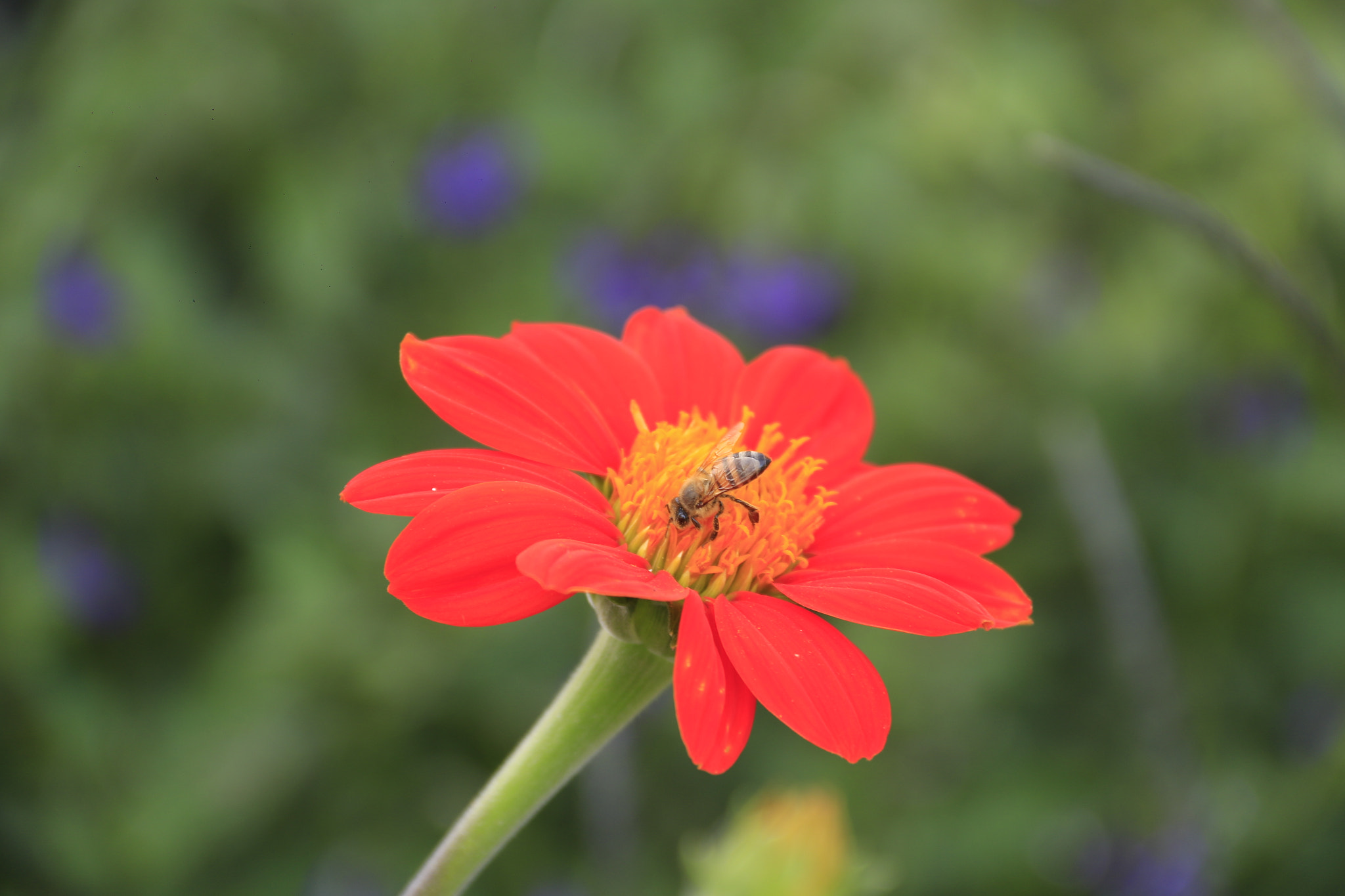 Canon EF-S 18-135mm F3.5-5.6 IS sample photo. Apis mellifera. photography
