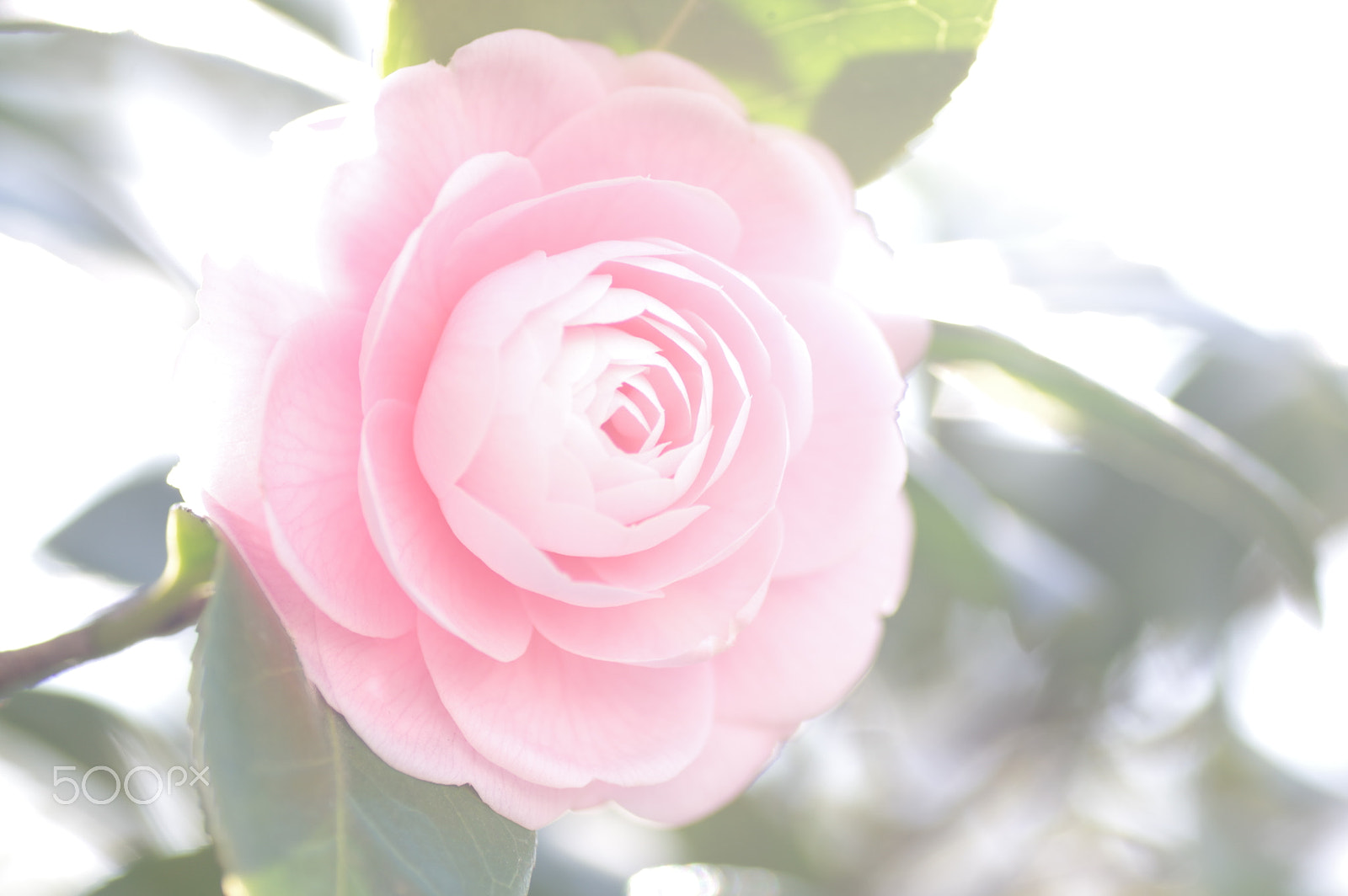 Tamron SP AF 90mm F2.8 Di Macro sample photo. Softly2 photography