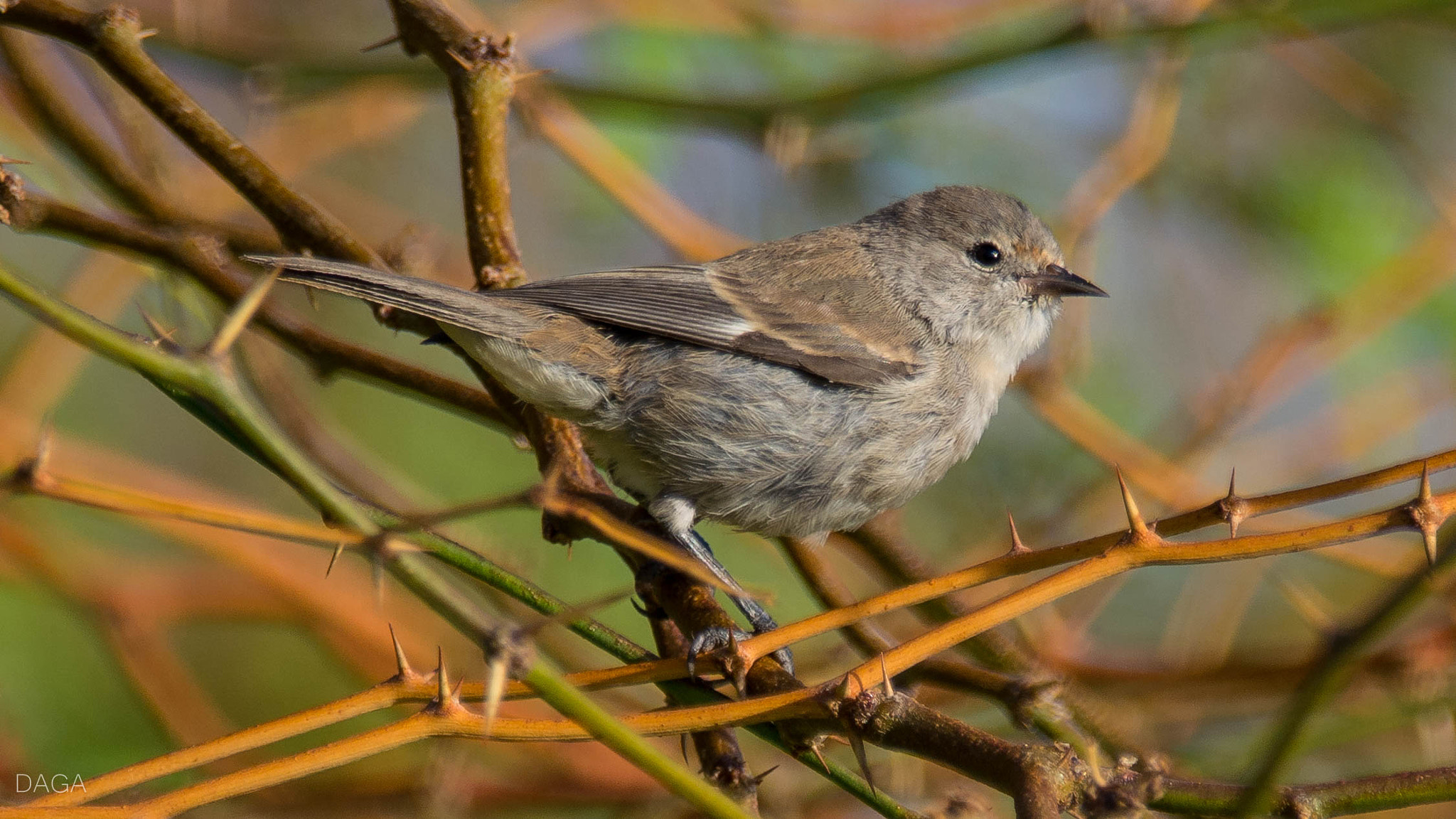Sigma 150-600mm F5-6.3 DG OS HSM | C sample photo. Comesebo de los tamarugales photography