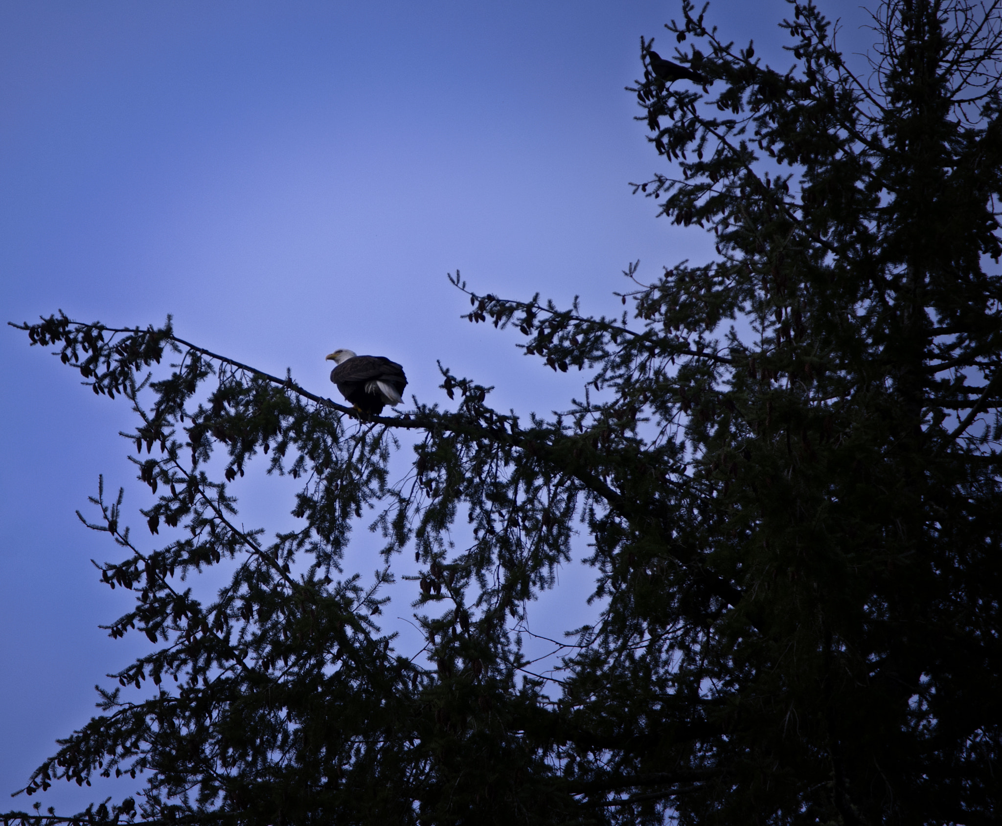 Nikon D60 sample photo. Bald eagle ducking photography