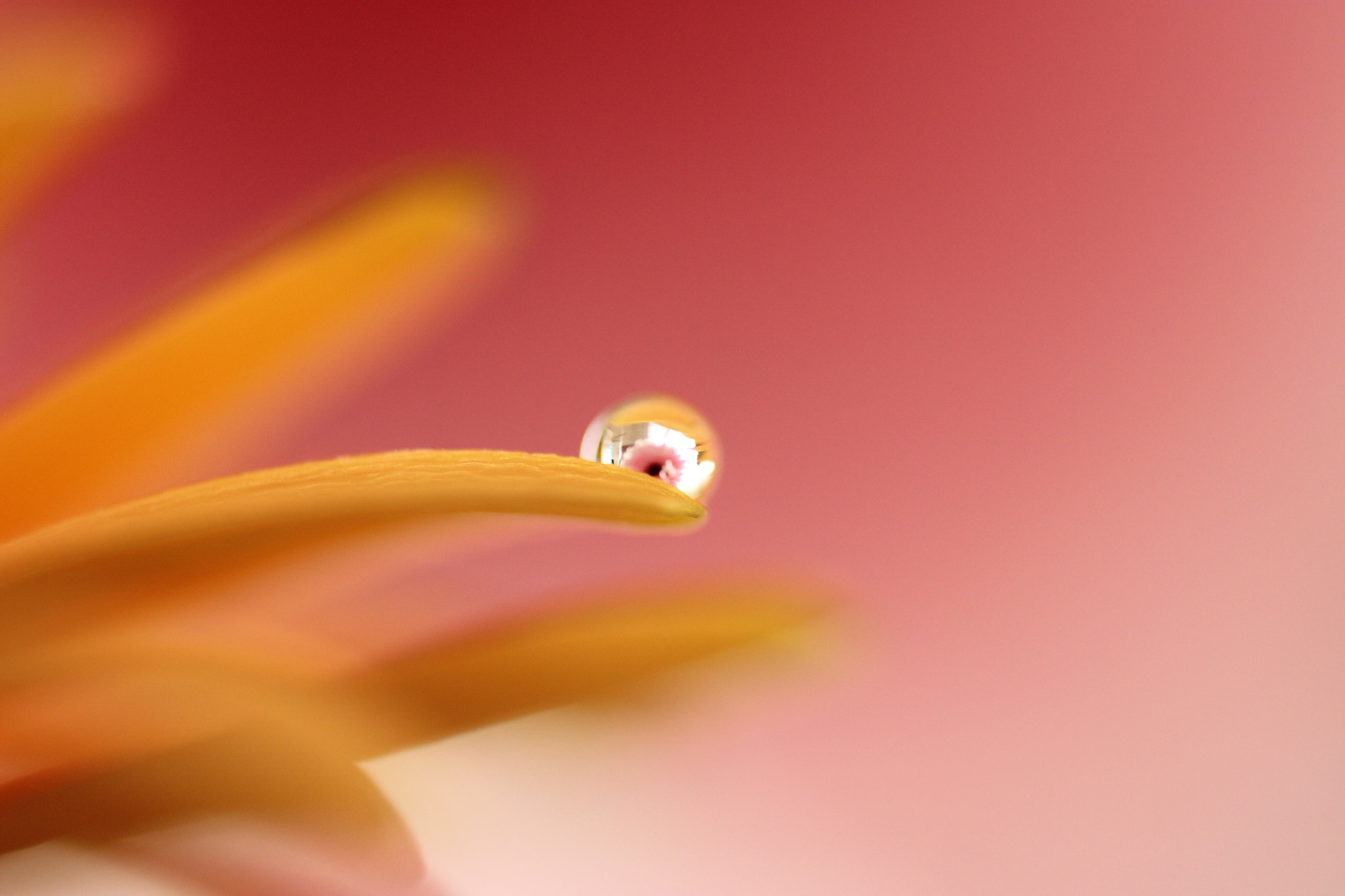Tamron SP AF 60mm F2 Di II LD IF Macro sample photo. Untitled photography