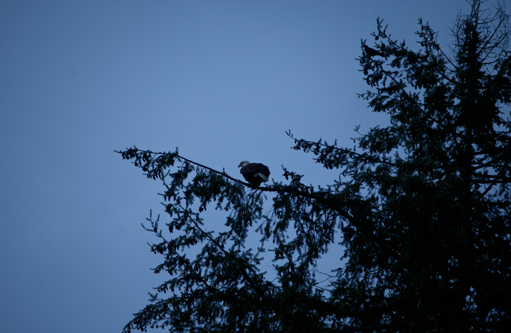 Nikon D60 sample photo. Eagle sitting in a tree photography