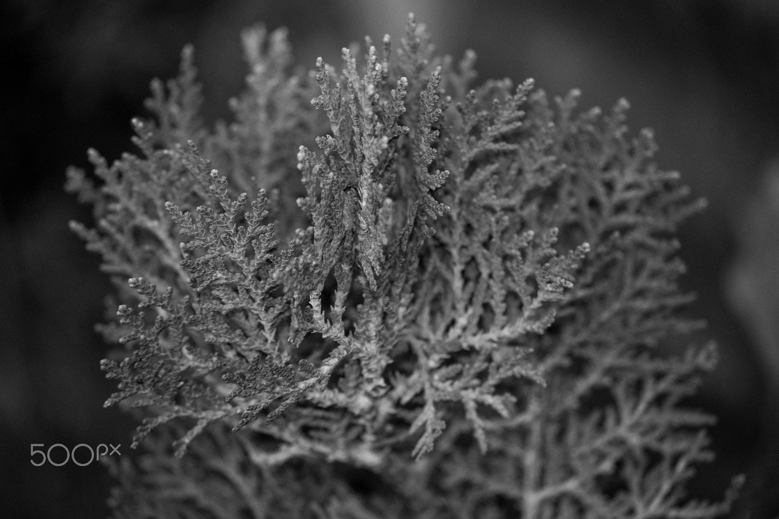 Nikon D5500 sample photo. Abstract photography