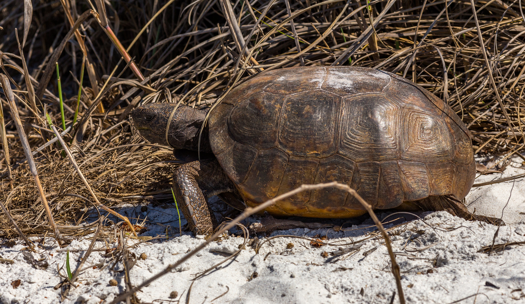 Canon EOS 6D + Canon EF 200mm F2.8L II USM sample photo. Gopher tortoises photography