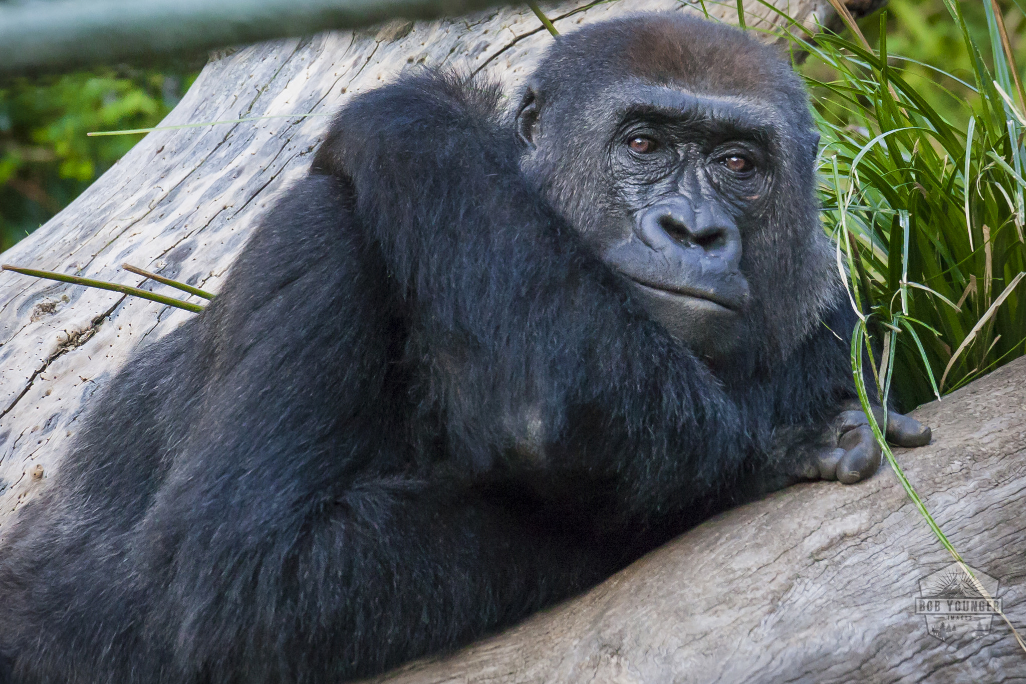 Canon EOS 5D Mark II sample photo. A male gorilla takes a break at the san diego zoo. photography