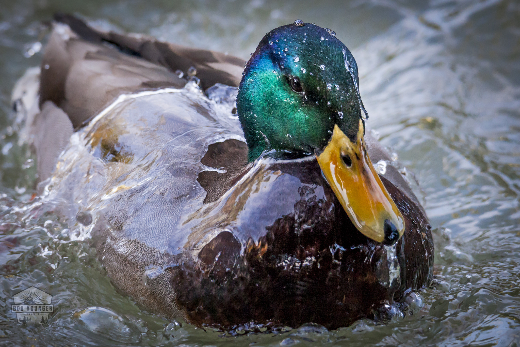 Canon EOS 5D Mark II sample photo. Like water off a duck's back. photography