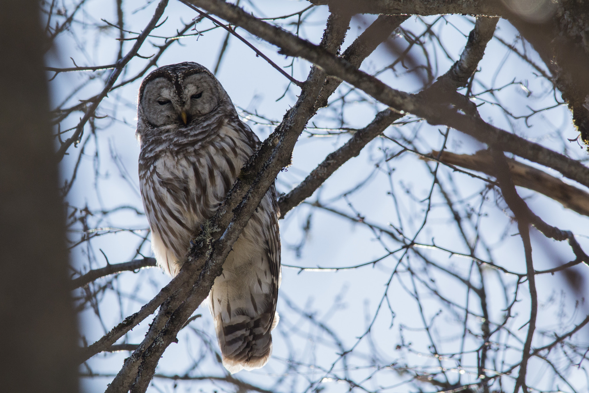 Canon EF 300mm F4L IS USM sample photo. Chouette rayée photography