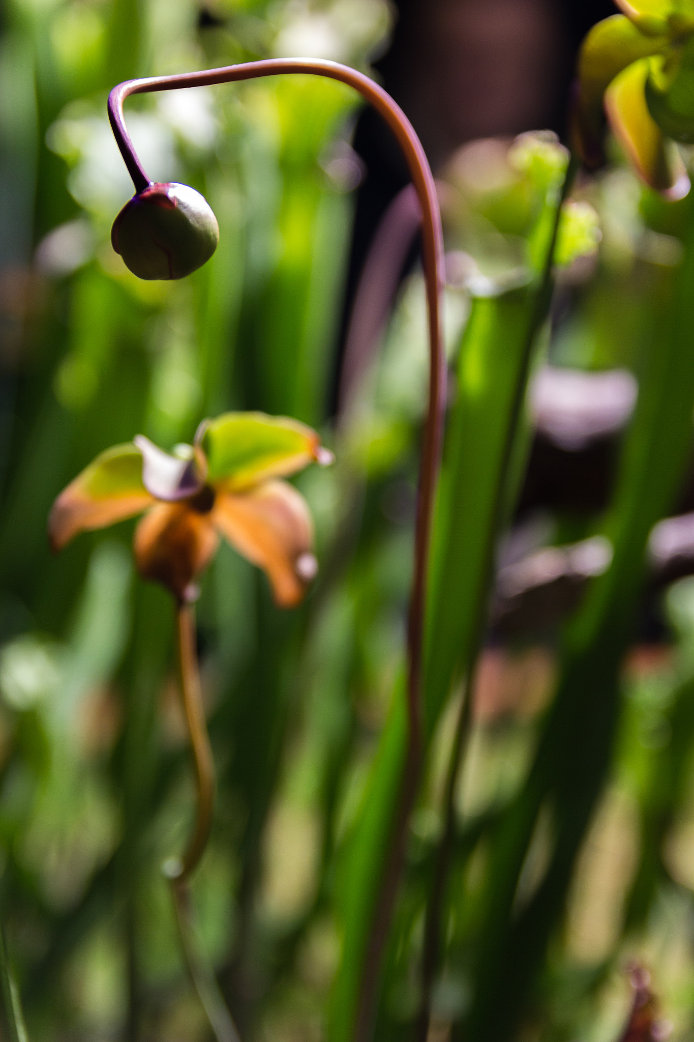Canon EOS 550D (EOS Rebel T2i / EOS Kiss X4) sample photo. Closed flower photography